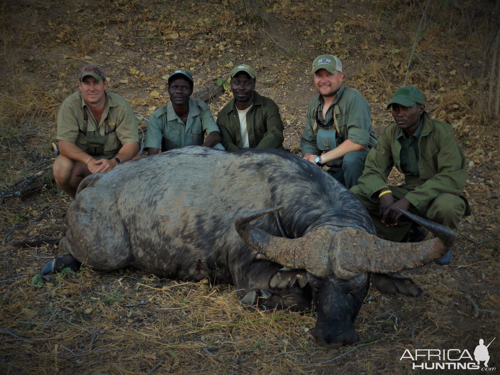 Mokore Safaris:  Cape Buffalo