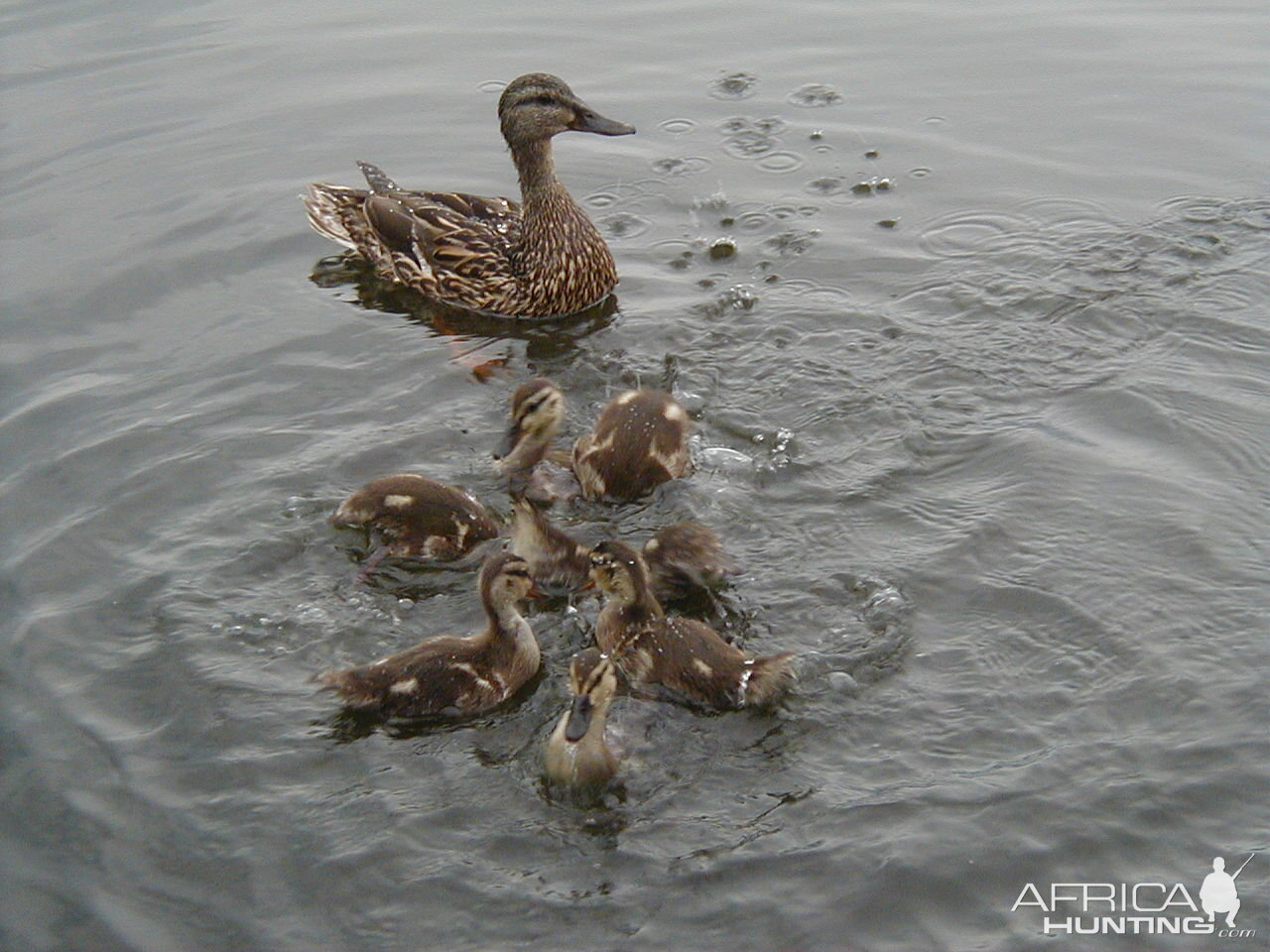 Mom and kids having a friendly family swim Pelican Lake WI
