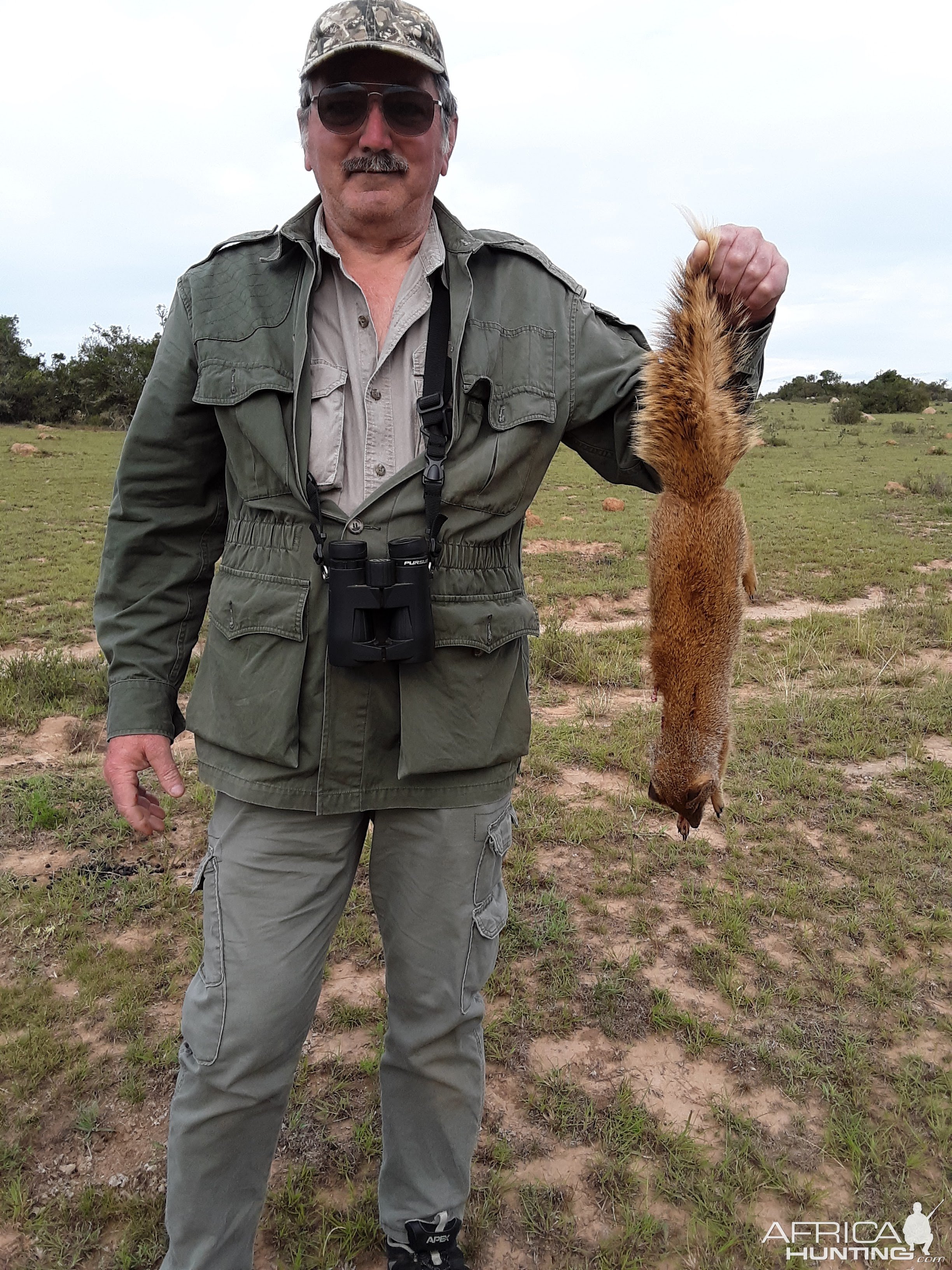 Mongoose Hunting South Africa