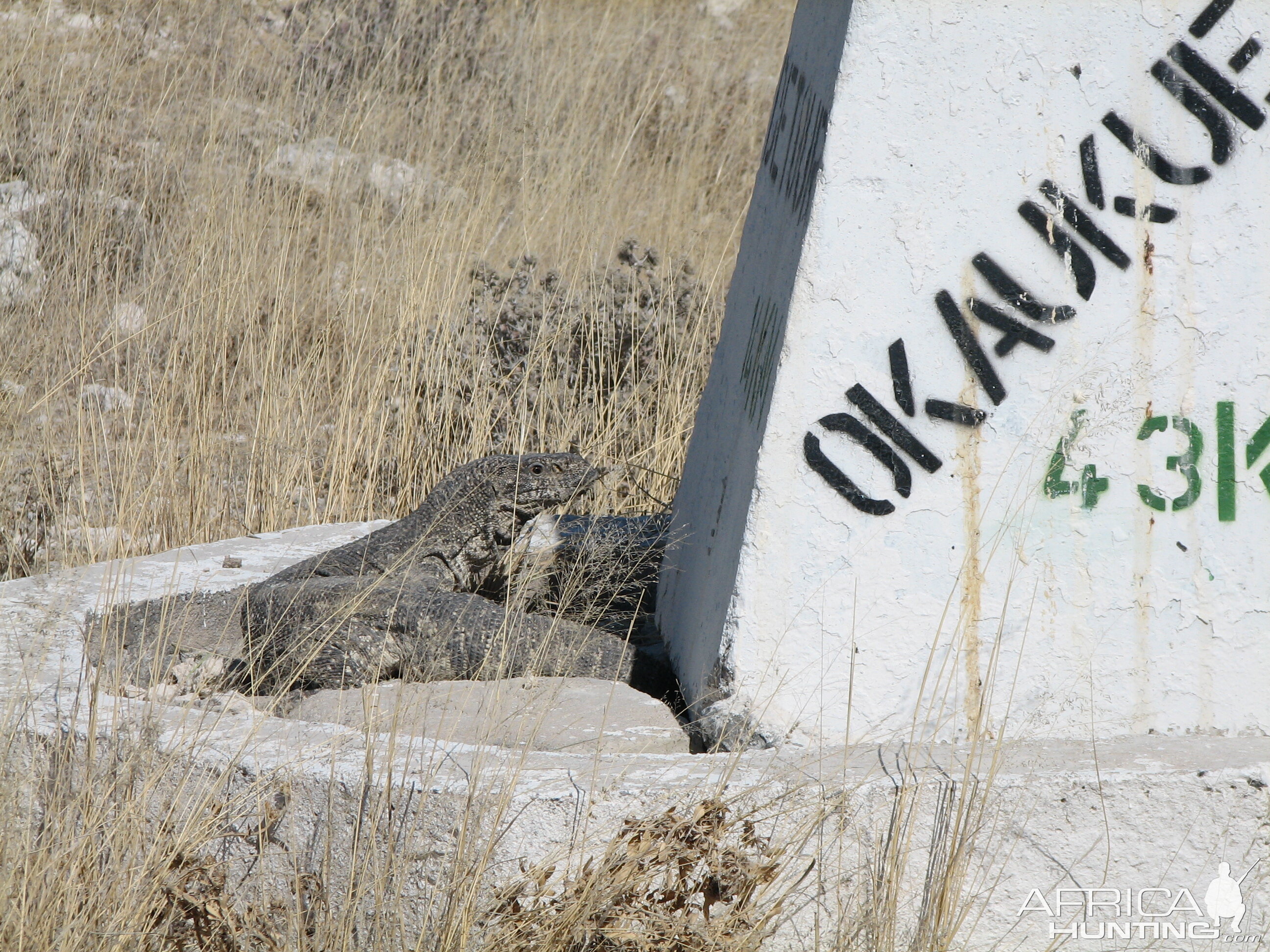 Monitor Lizard Etosha Namibia