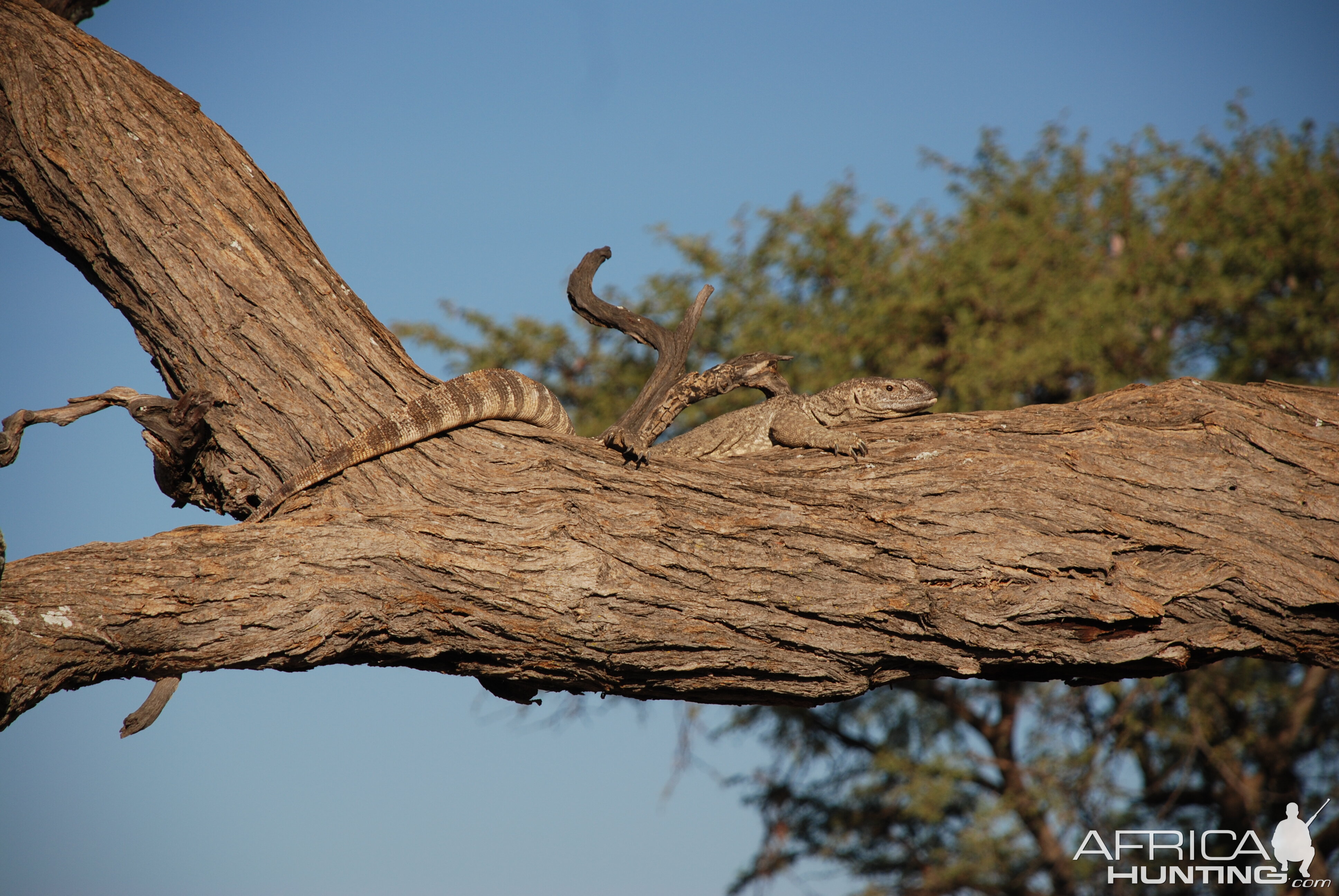 Monitor Lizard