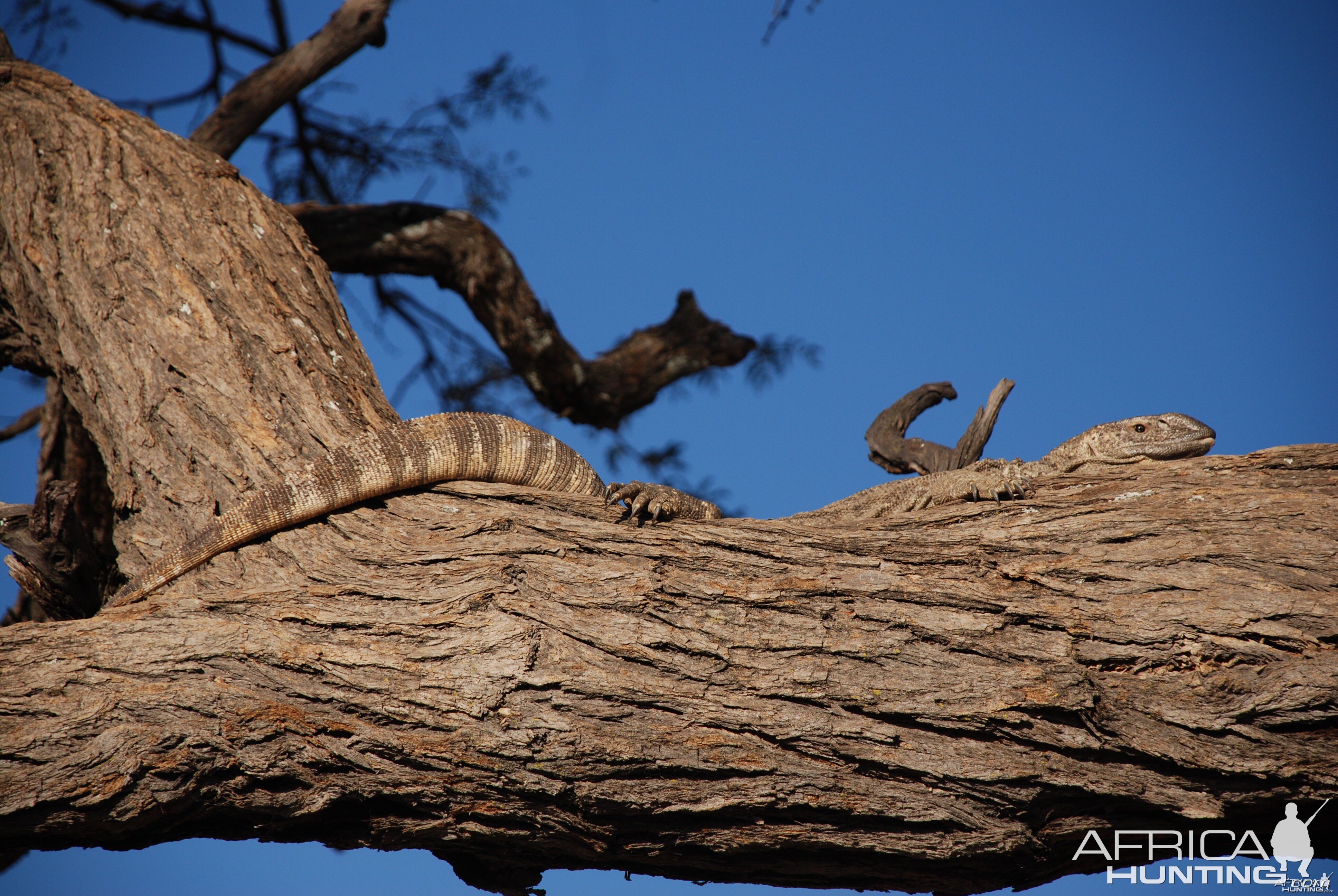 Monitor Lizard