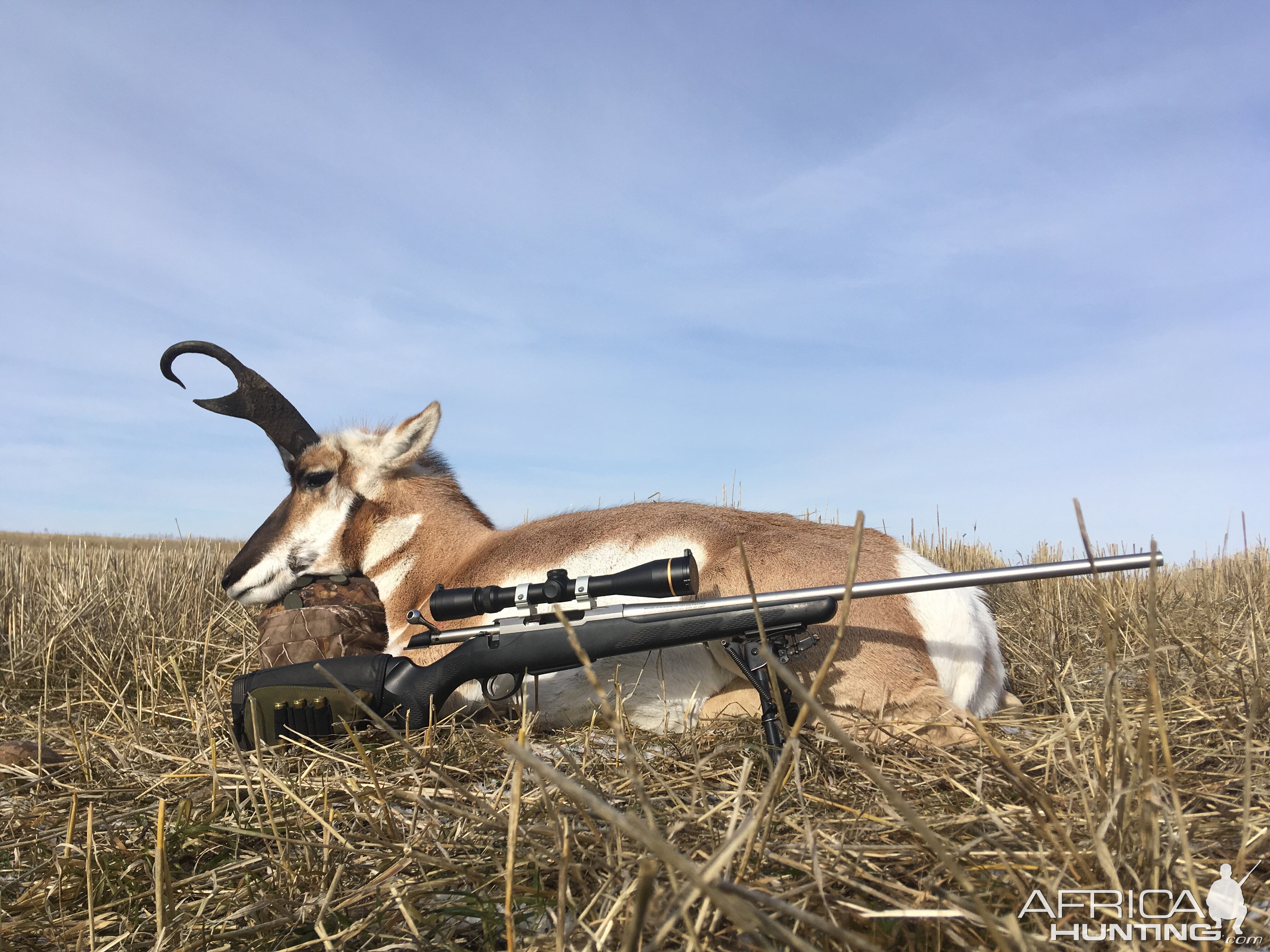 Montana Pronghorn - Unusual Forward Hook