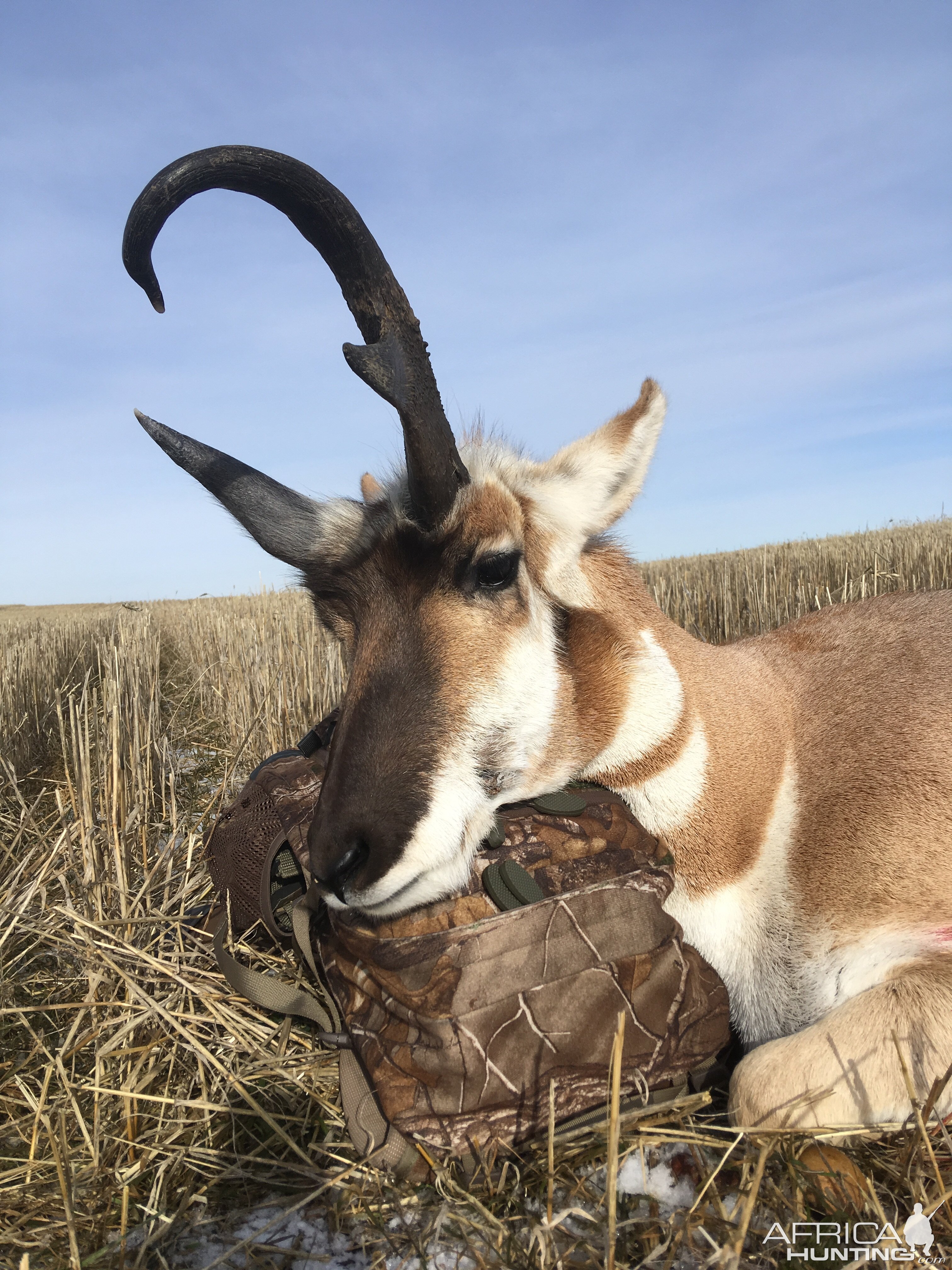 Montana Pronghorn