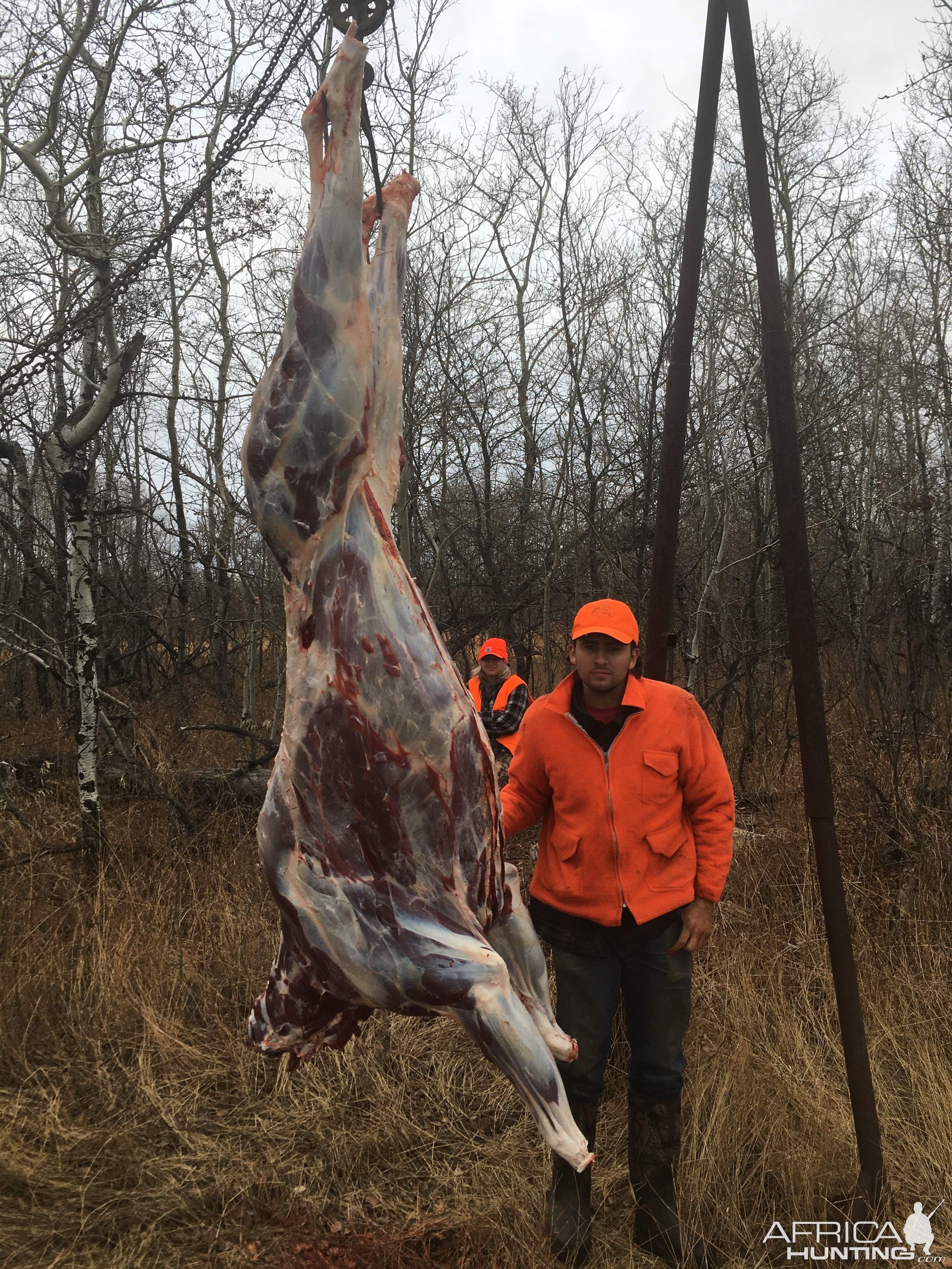 Moose Carcass