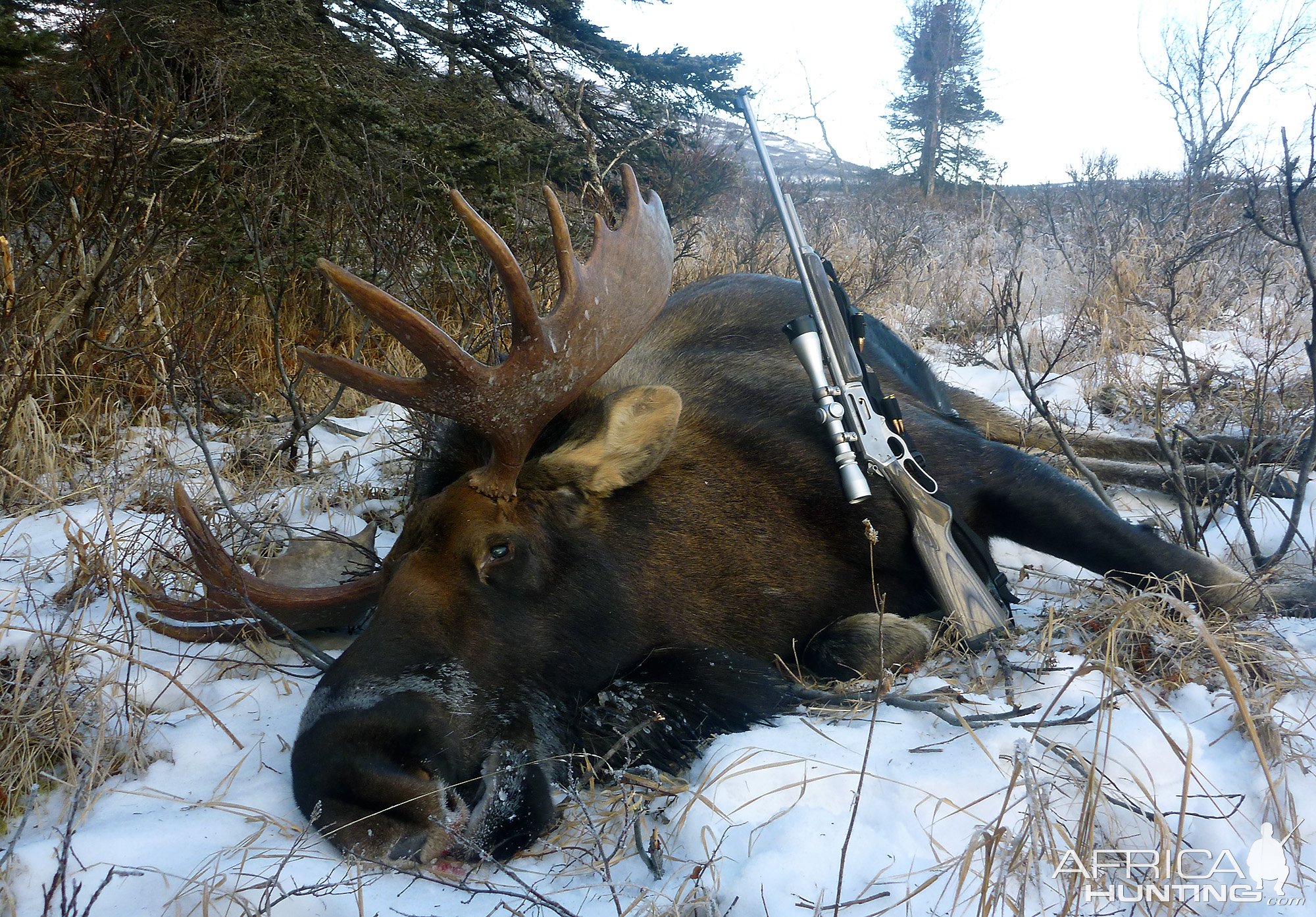 Moose Hunting Alaska