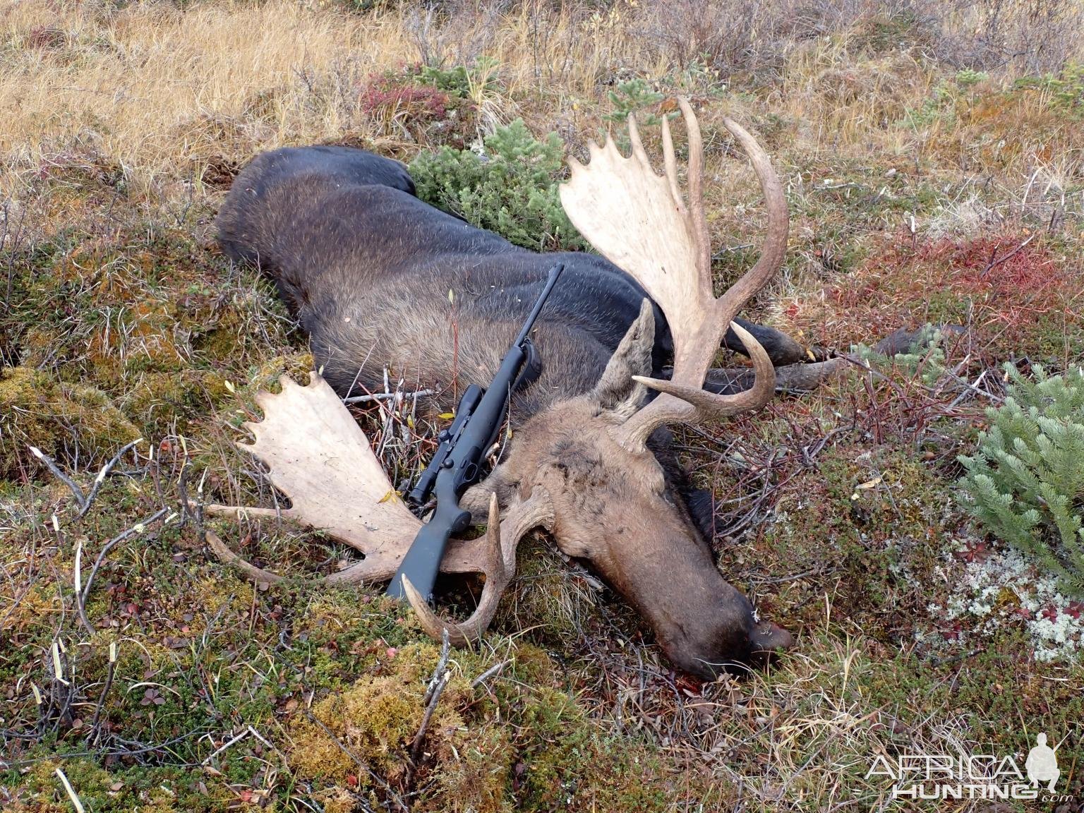 Moose Hunting Alaska