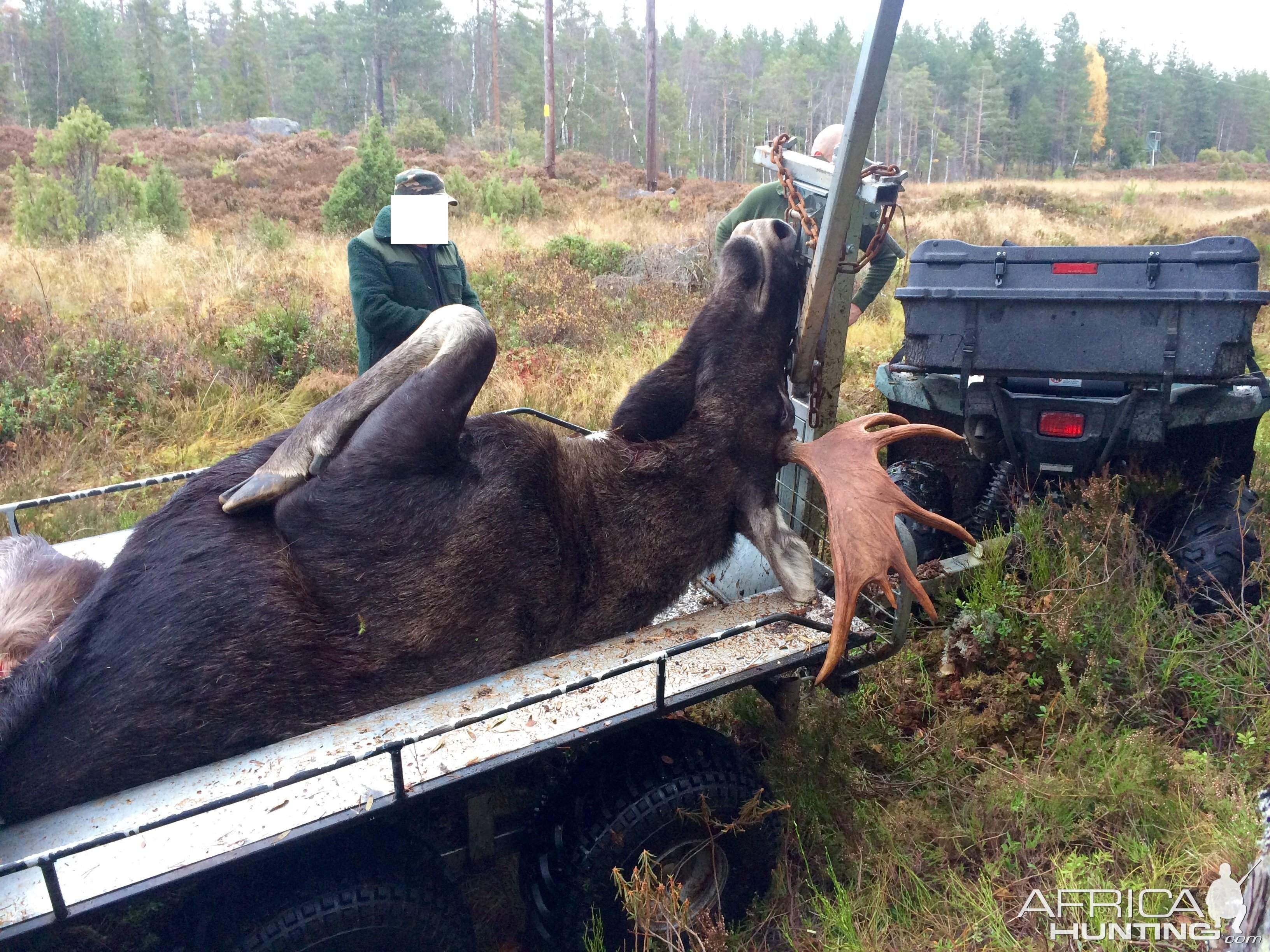 Moose Hunting in Sweden