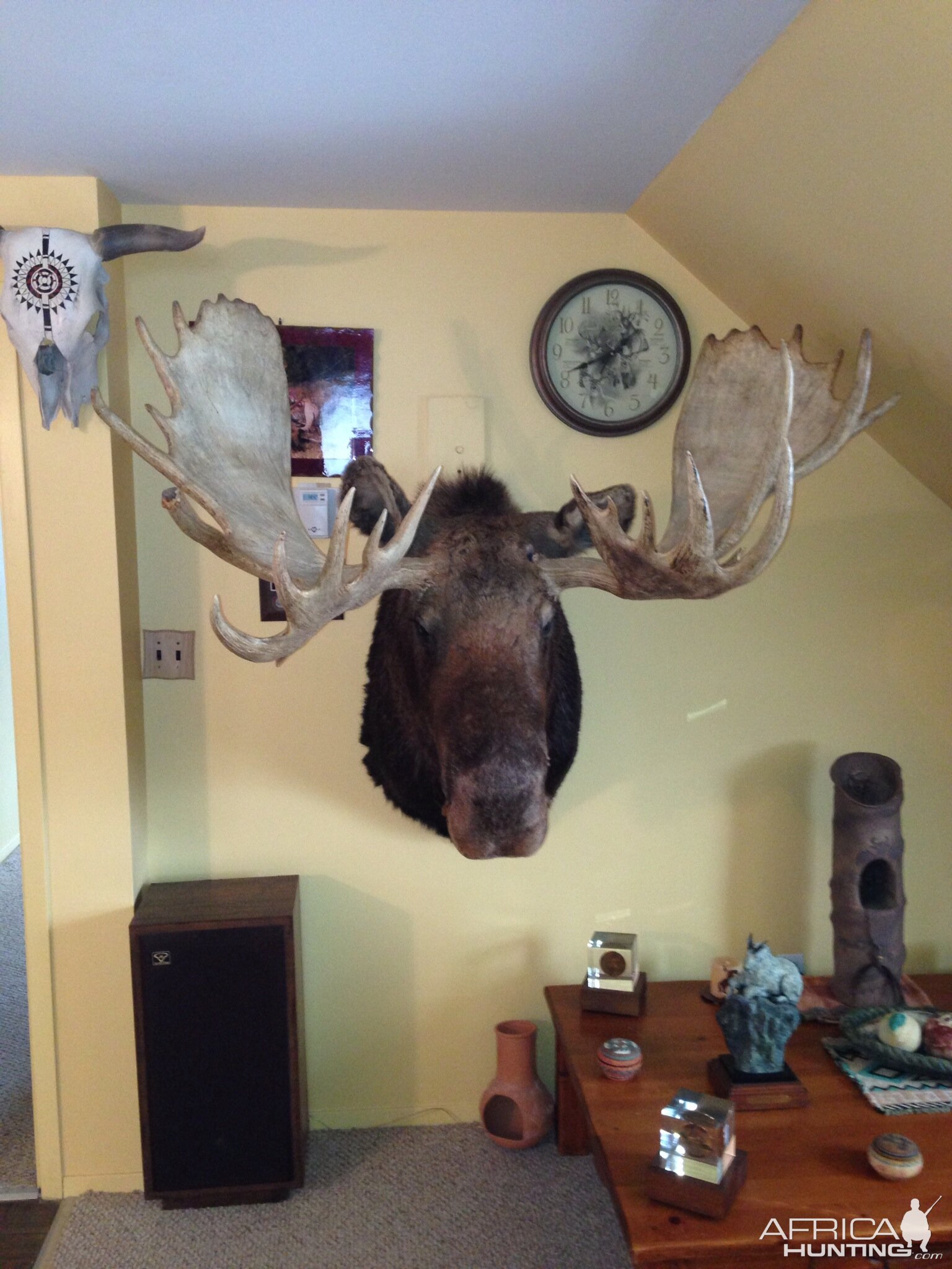 Moose Shoulder Mount Taxidermy