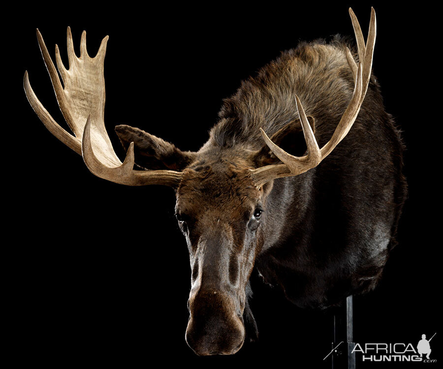 Moose Shoulder Mount Taxidermy