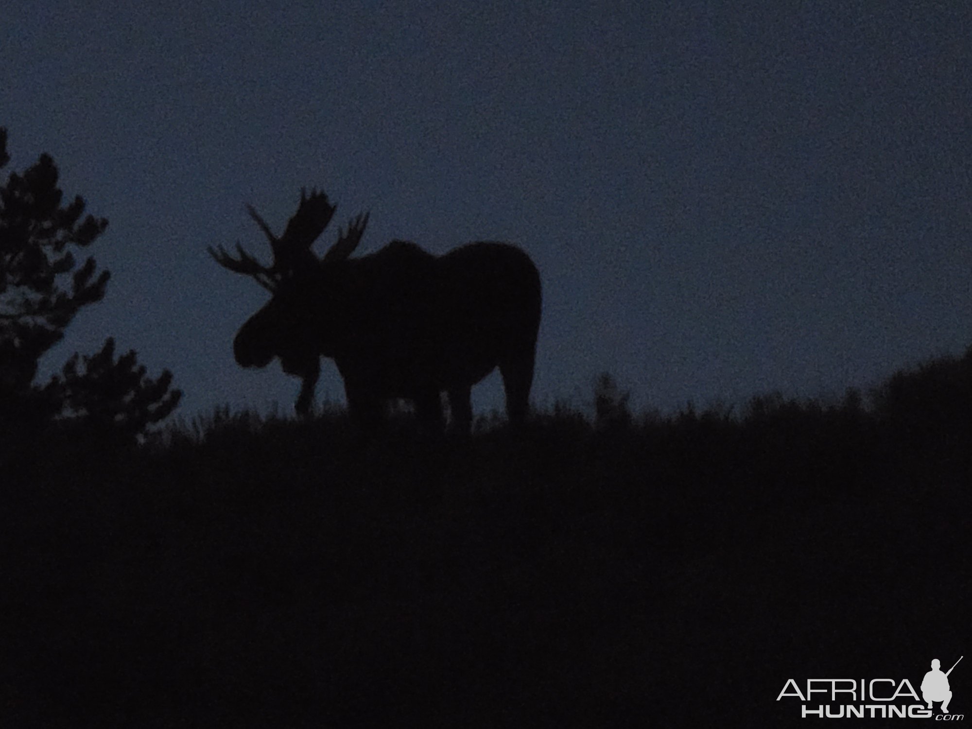 Moose Wildlife