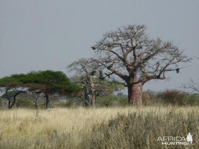 More of why I love Africa!