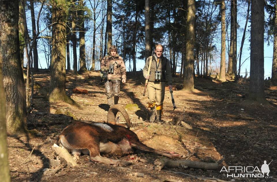 Mouflon Hunt France