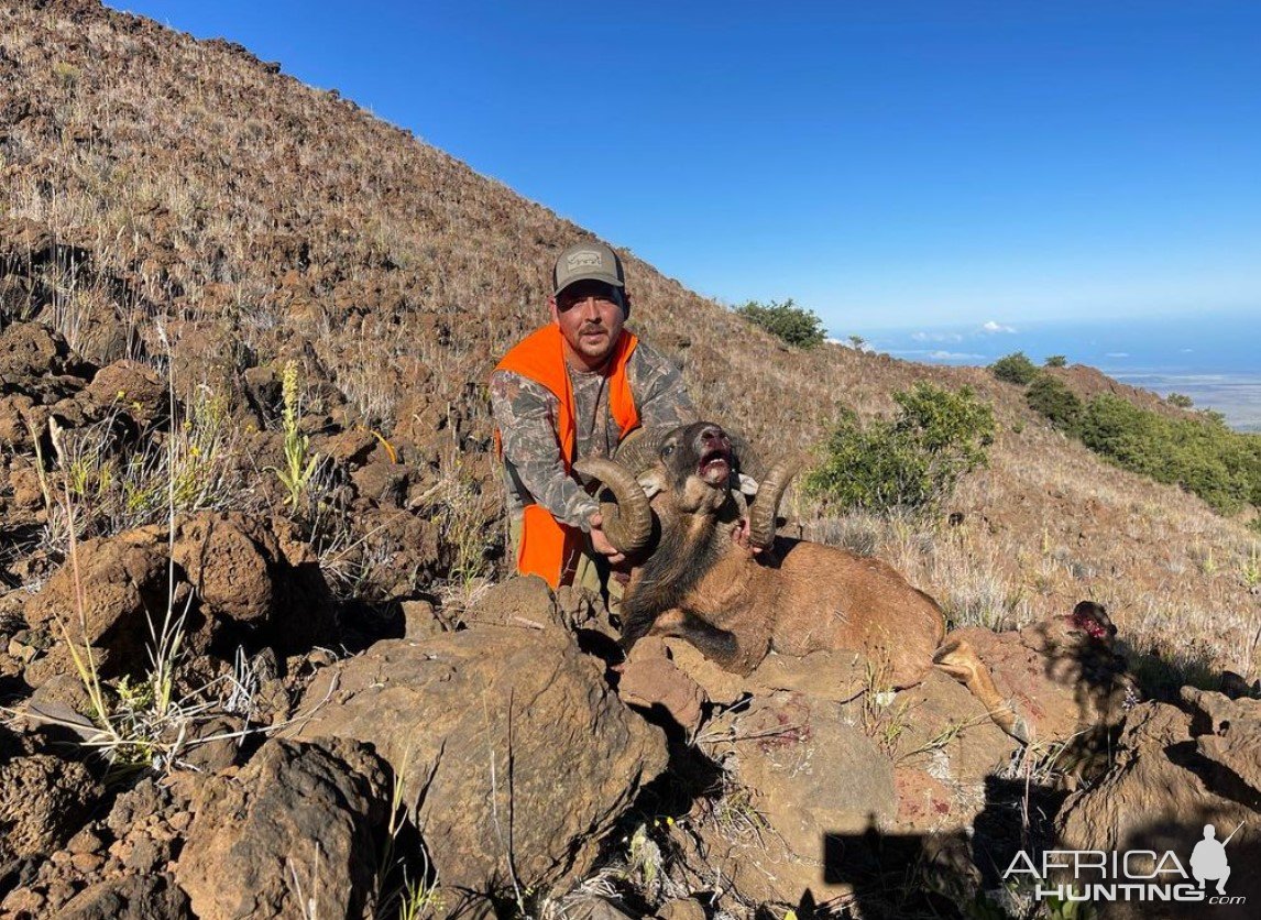 Mouflon Hunt Hawaii