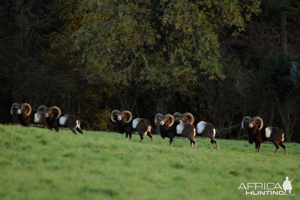 Mouflon Hunt in France