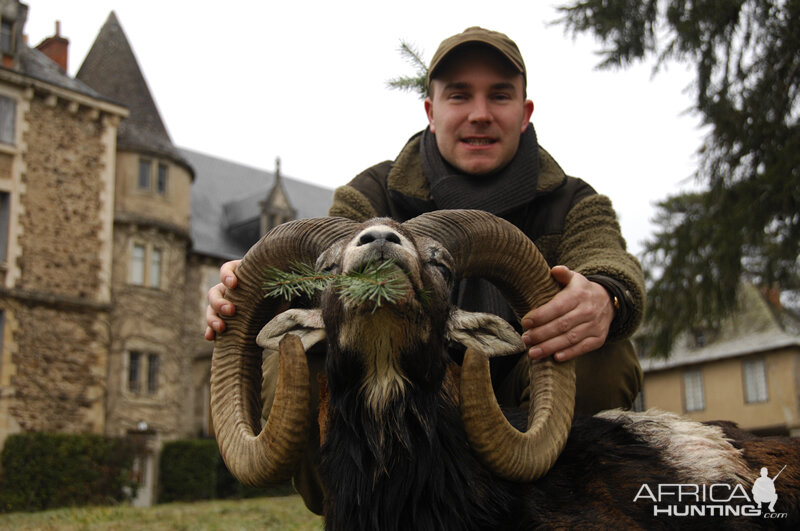 Mouflon Hunt in France