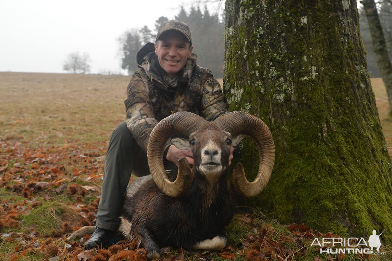 Mouflon Hunting France