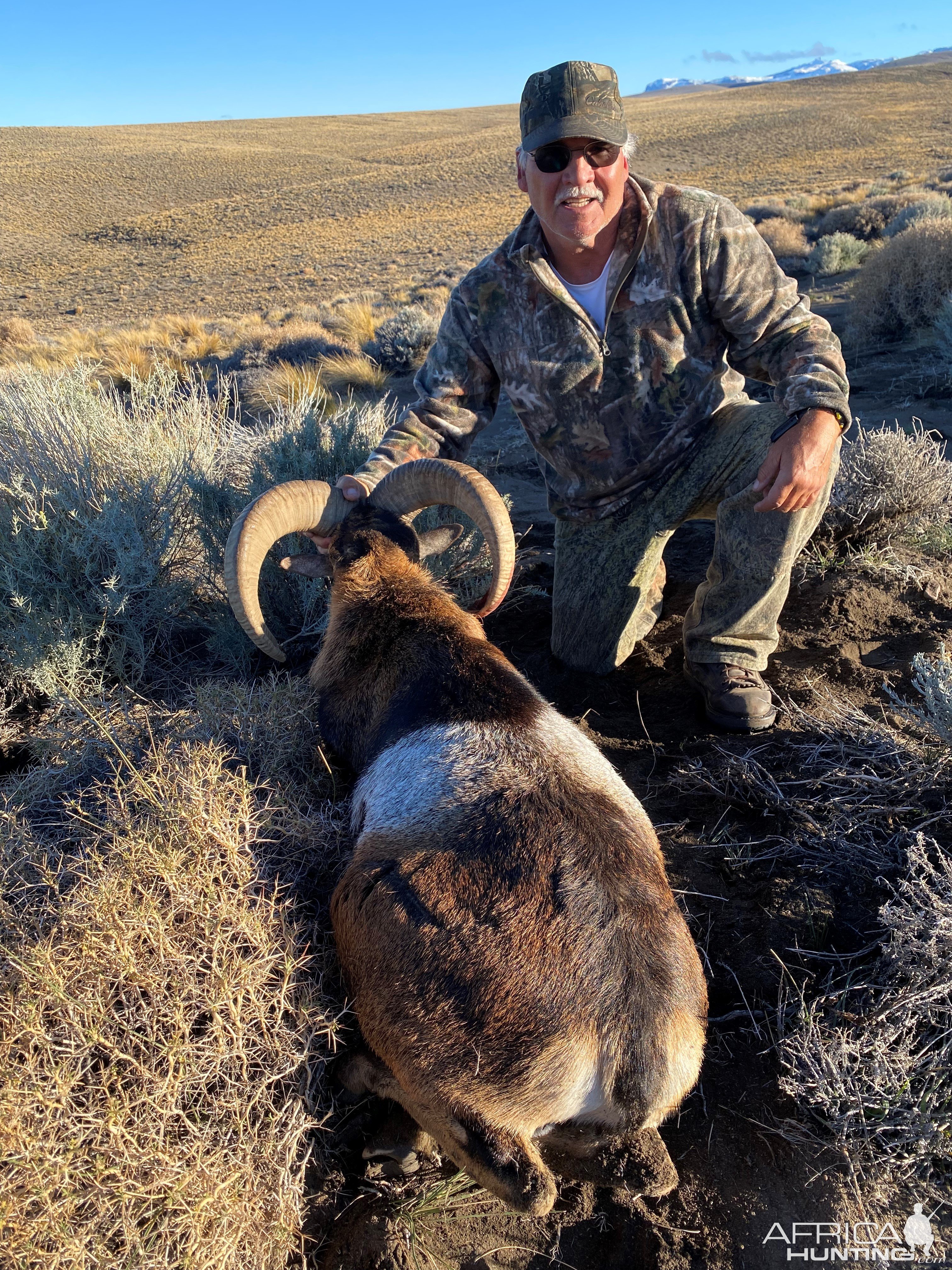 Mouflon Ram Hunt Argentina