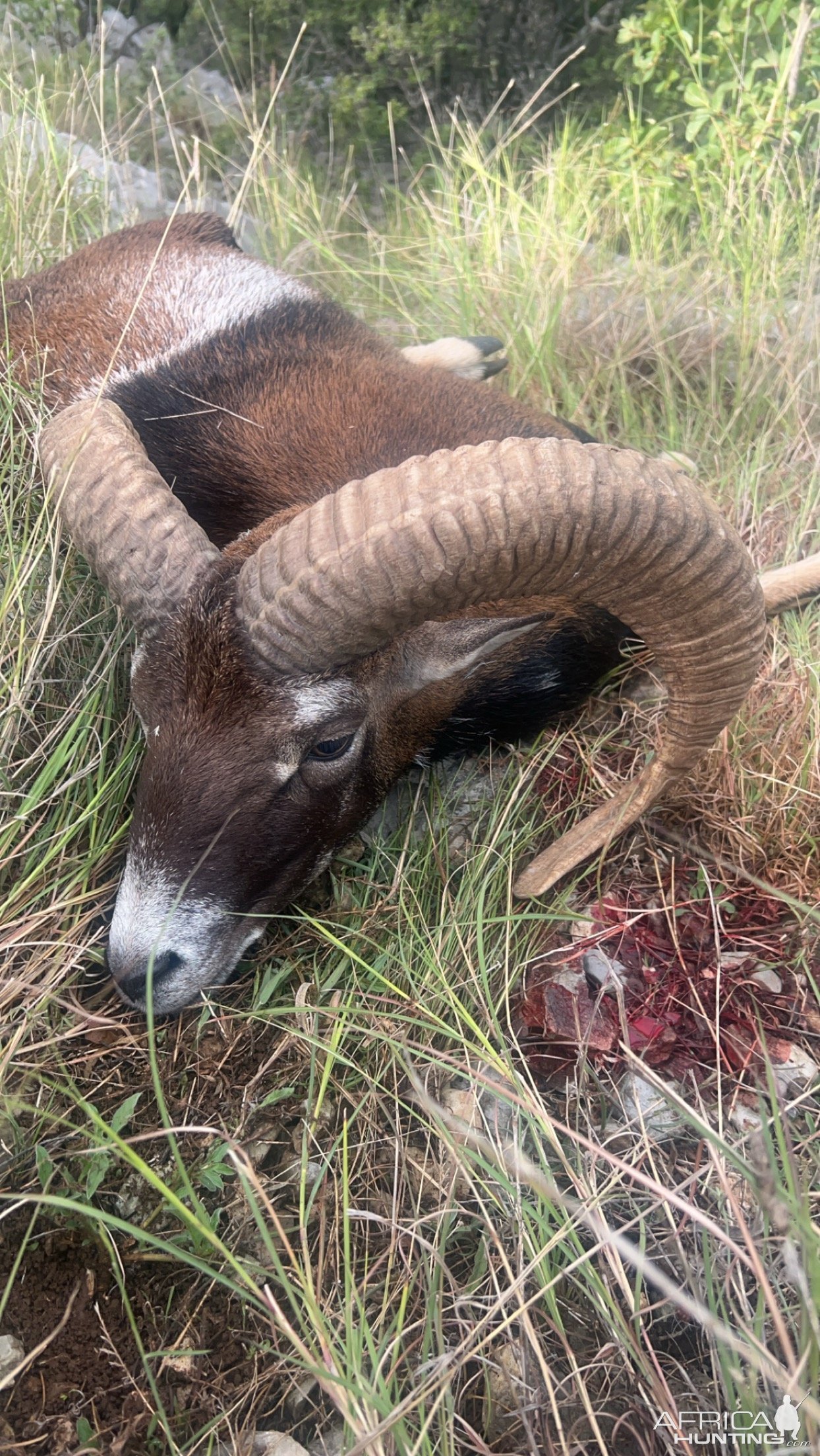 Mouflon Sheep Hunt Croatia