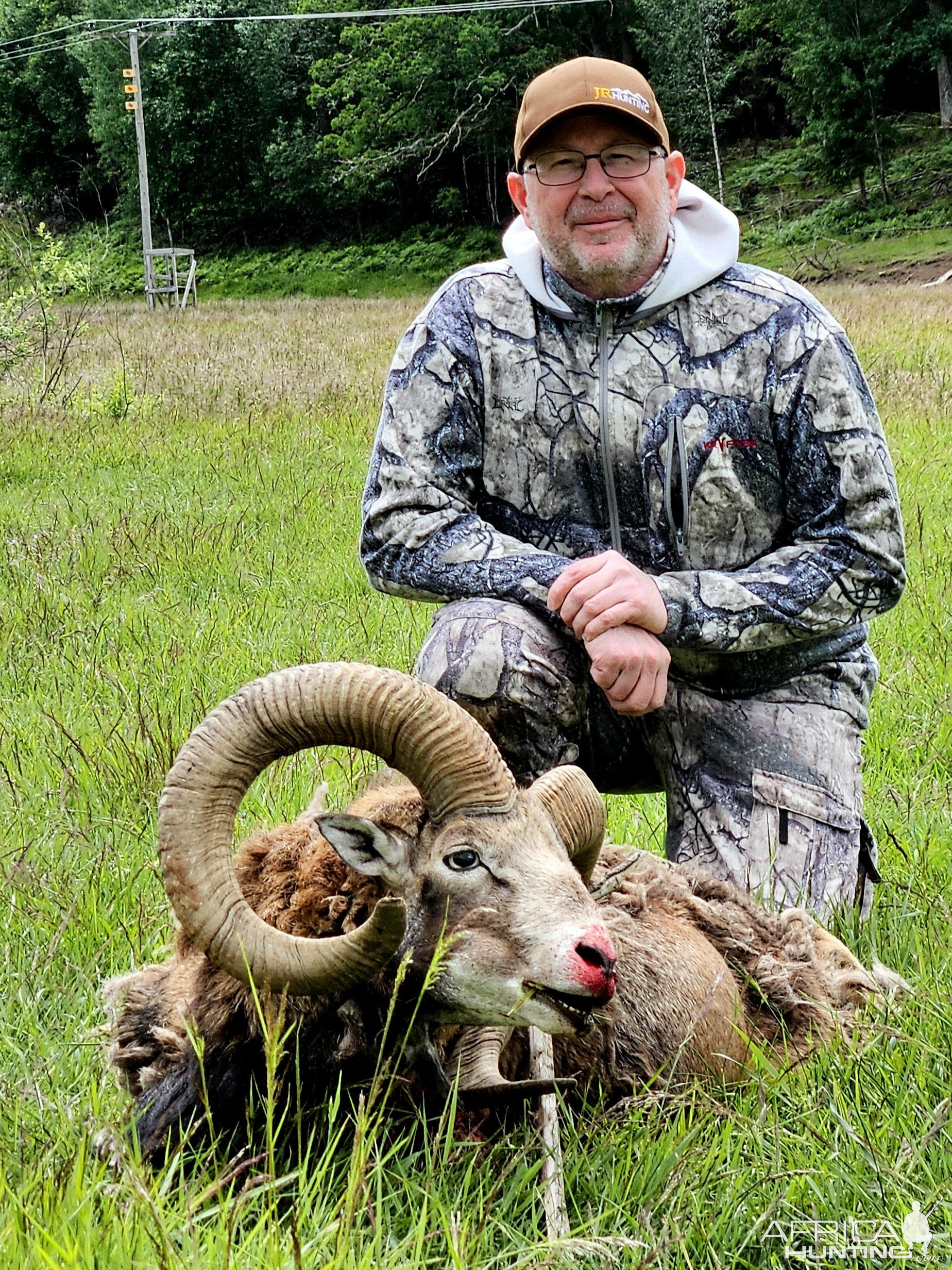 Mouflon Sheep Hunt Sweden