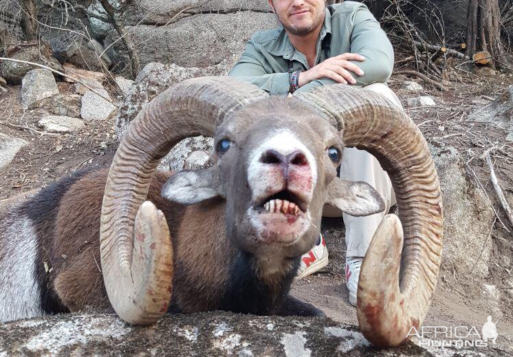 mouflon sheep