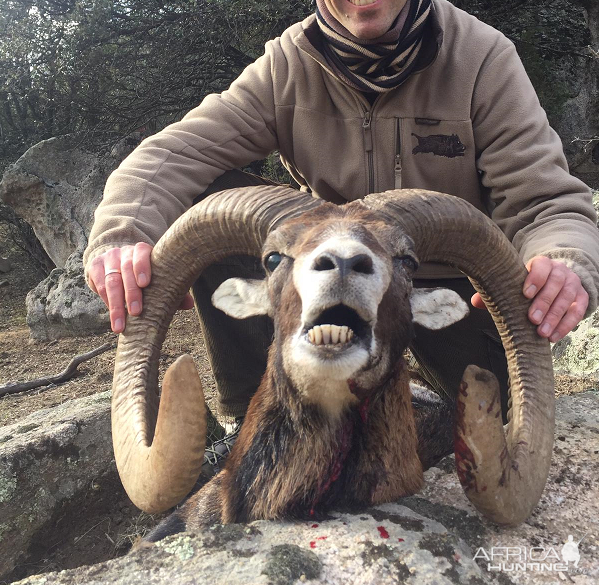 mouflon sheep