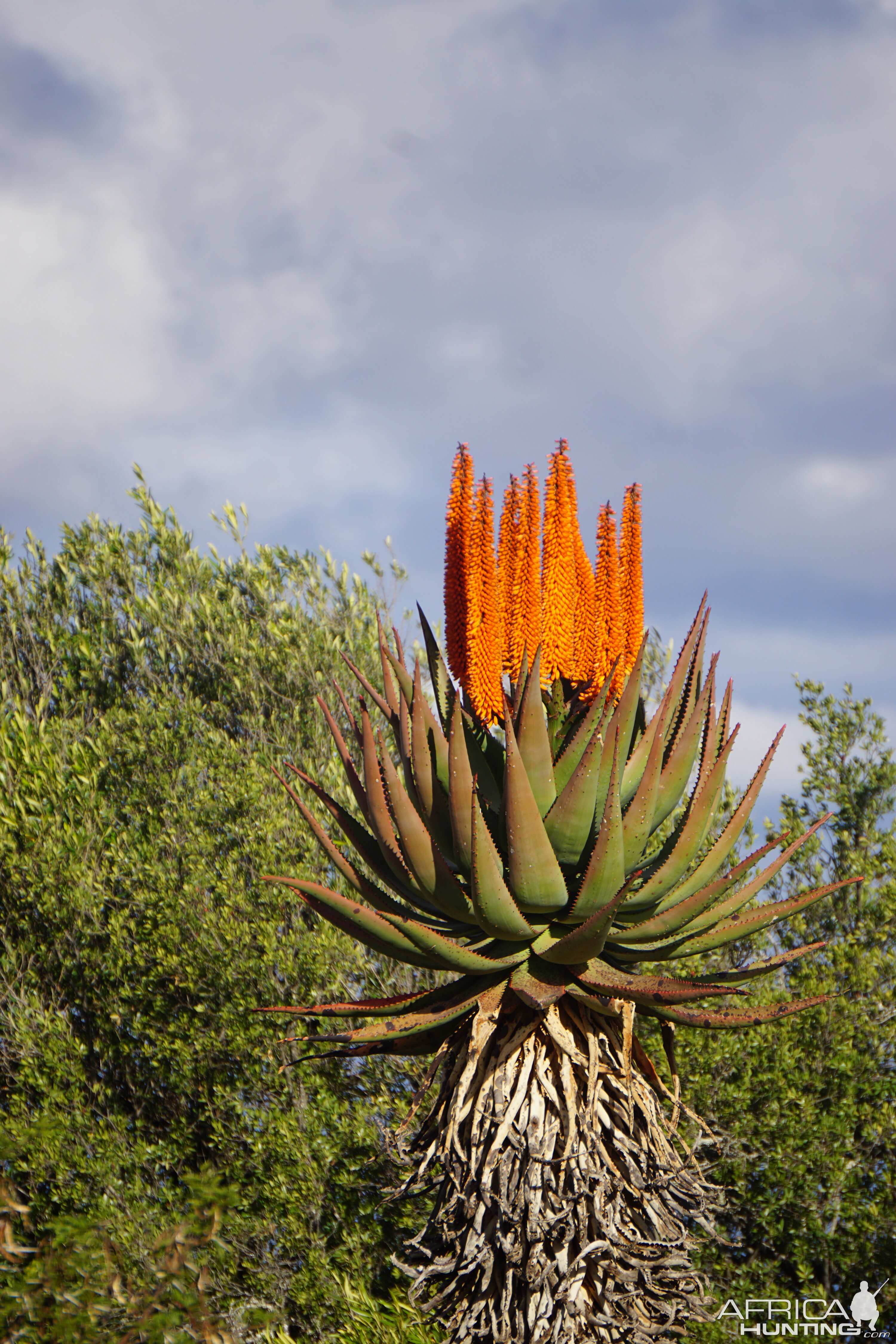 Mountain Aloe (Aloe Littoralis) South Africa