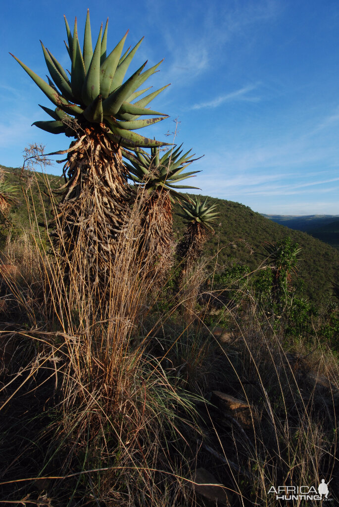 Mountain Aloe in South Africa