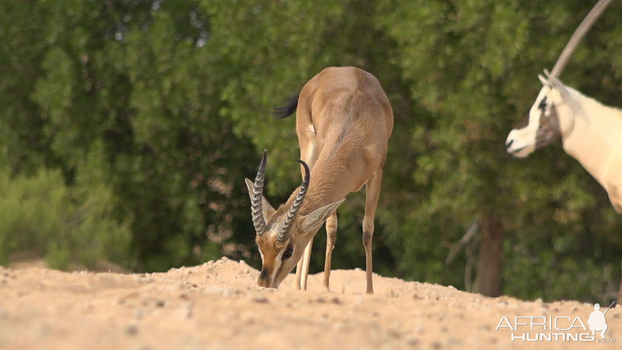 Mountain Gazelle United Arab Emirates