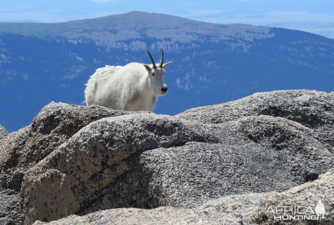 Mountain Goat Colorado