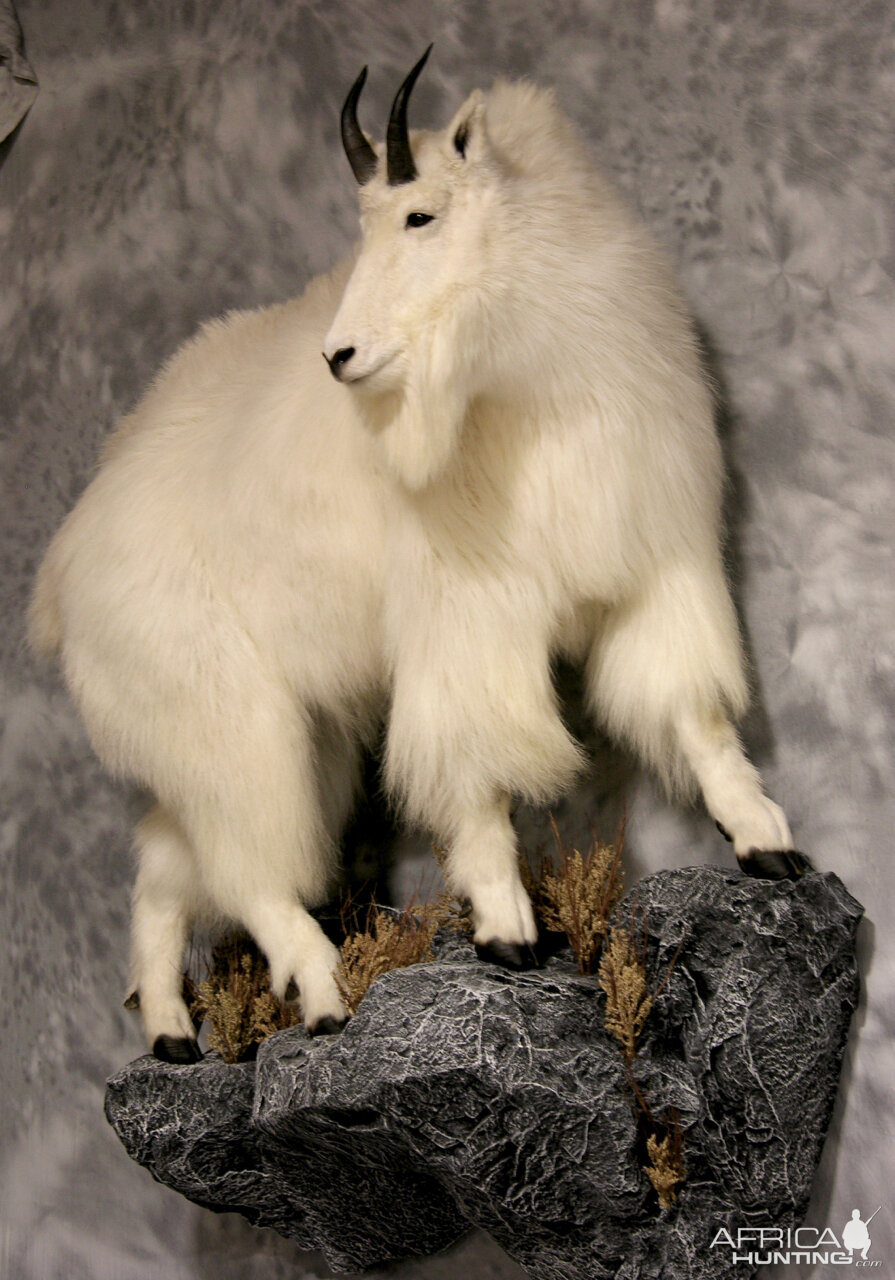 Mountain Goat Full Mount Taxidermy