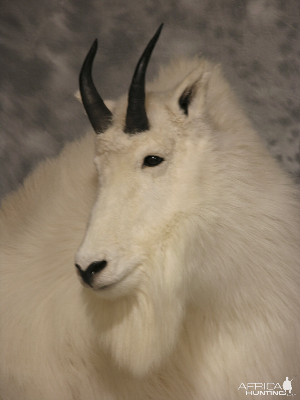 Mountain Goat Full Mount Taxidermy