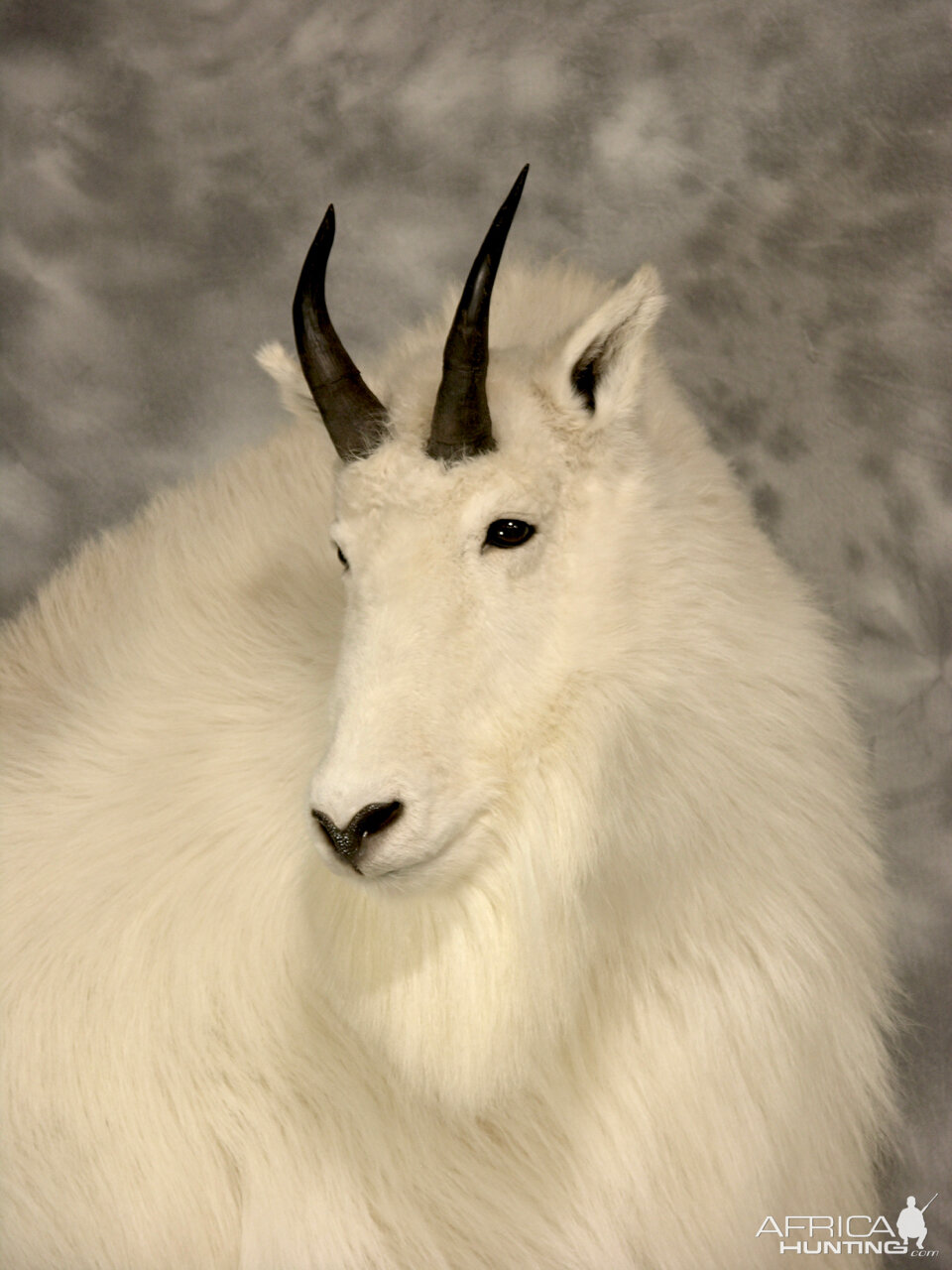 Mountain Goat Full Mount Taxidermy