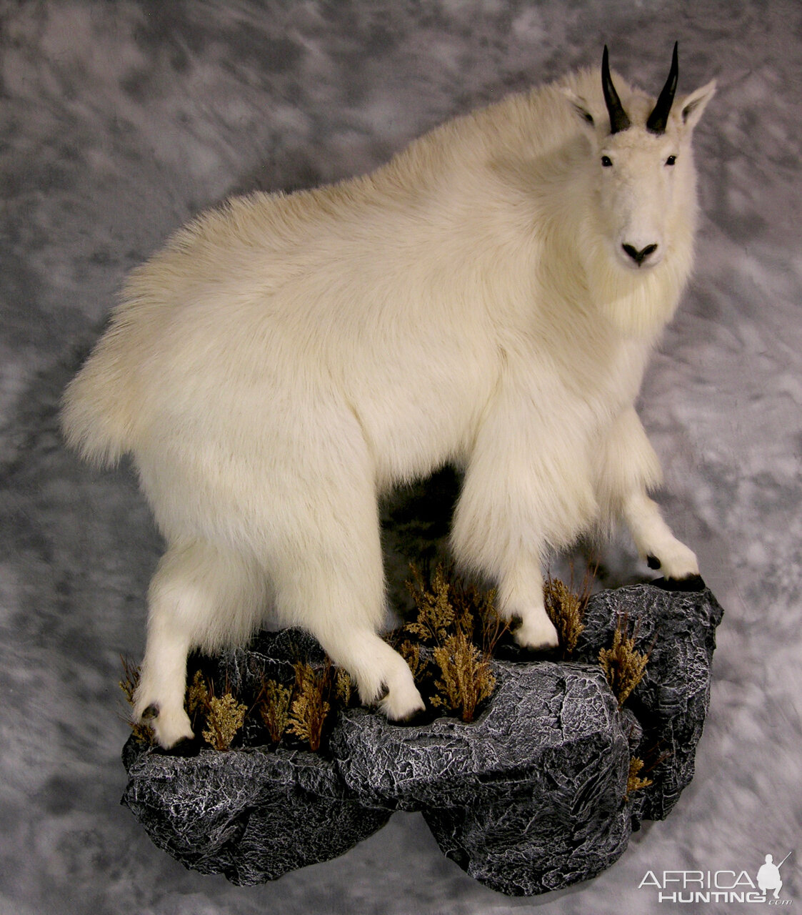 Mountain Goat Full Mount Taxidermy