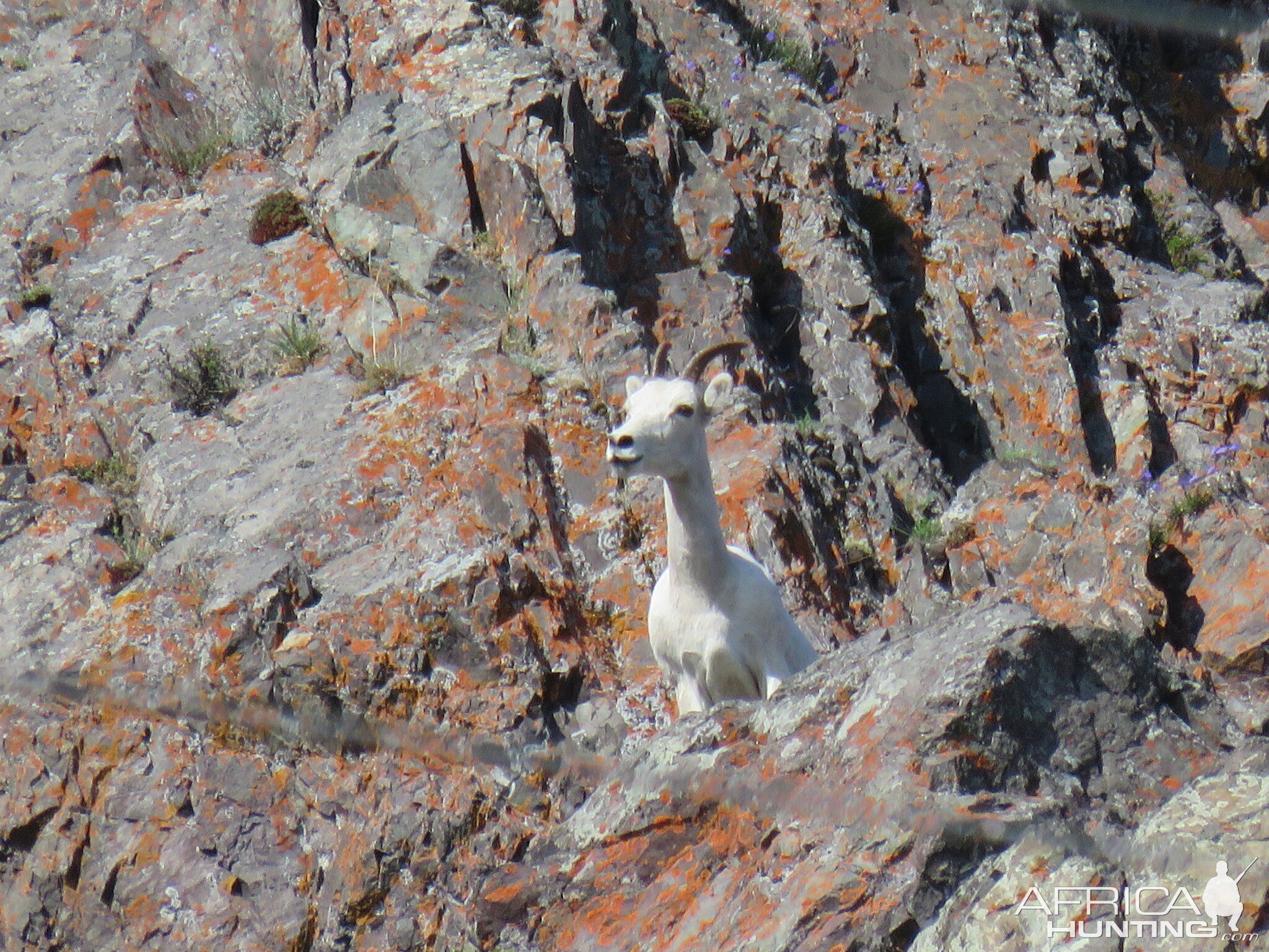 Mountain Goat in Alaska