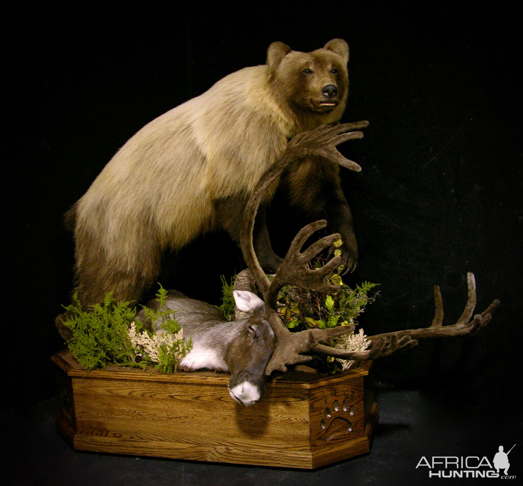 full mount bear taxidermy