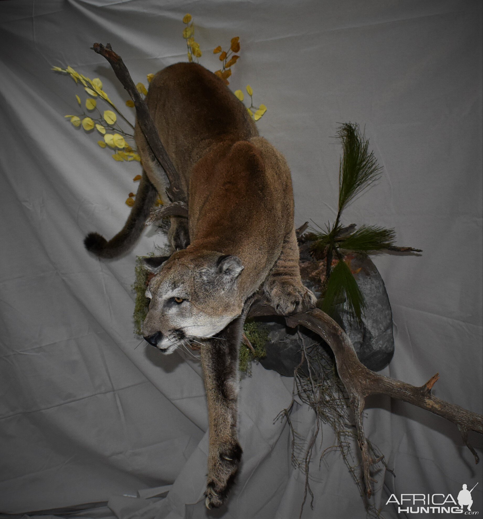 Mountain Lion Full Mount Taxidermy