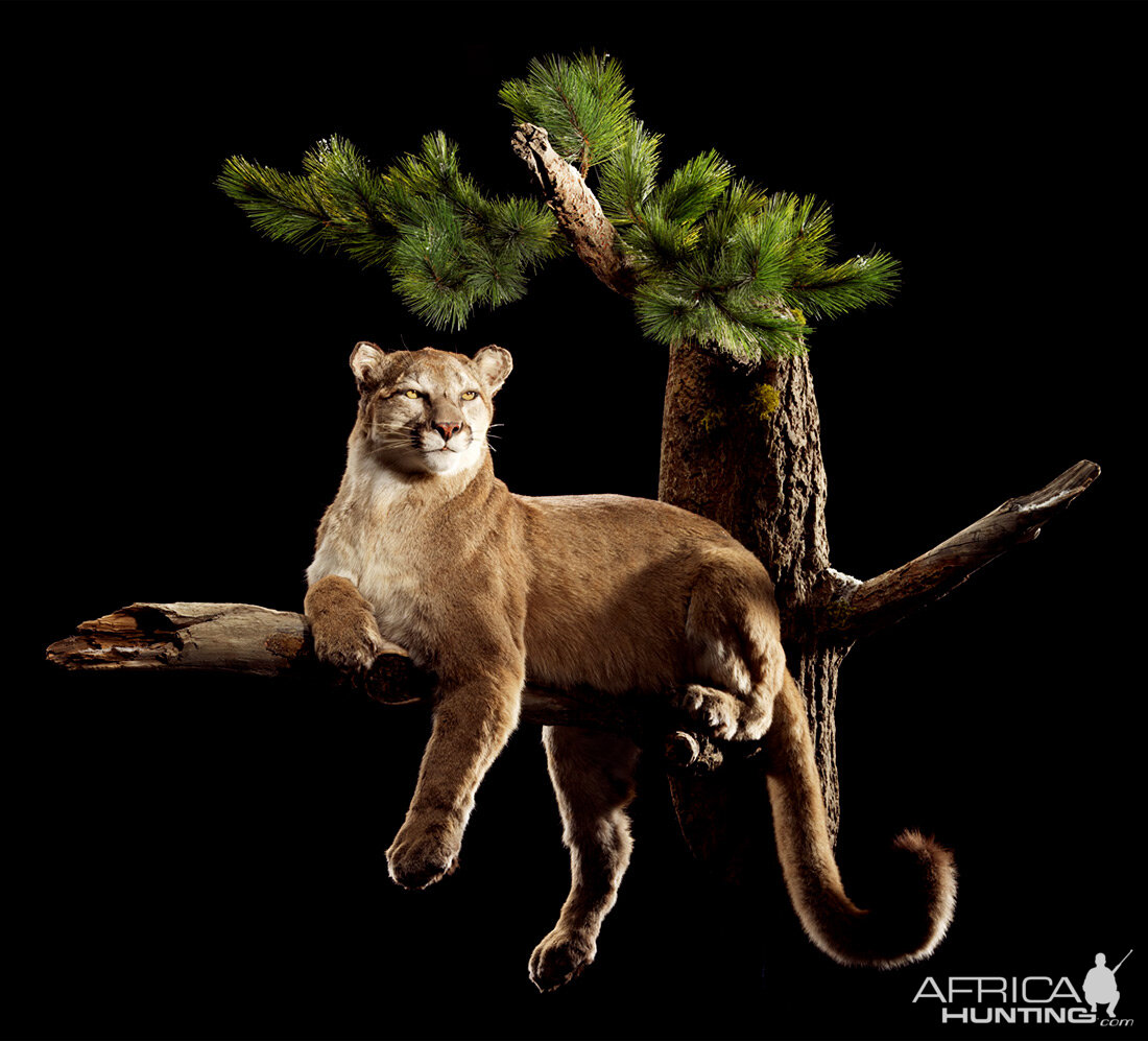 Mountain Lion Full Mount Taxidermy