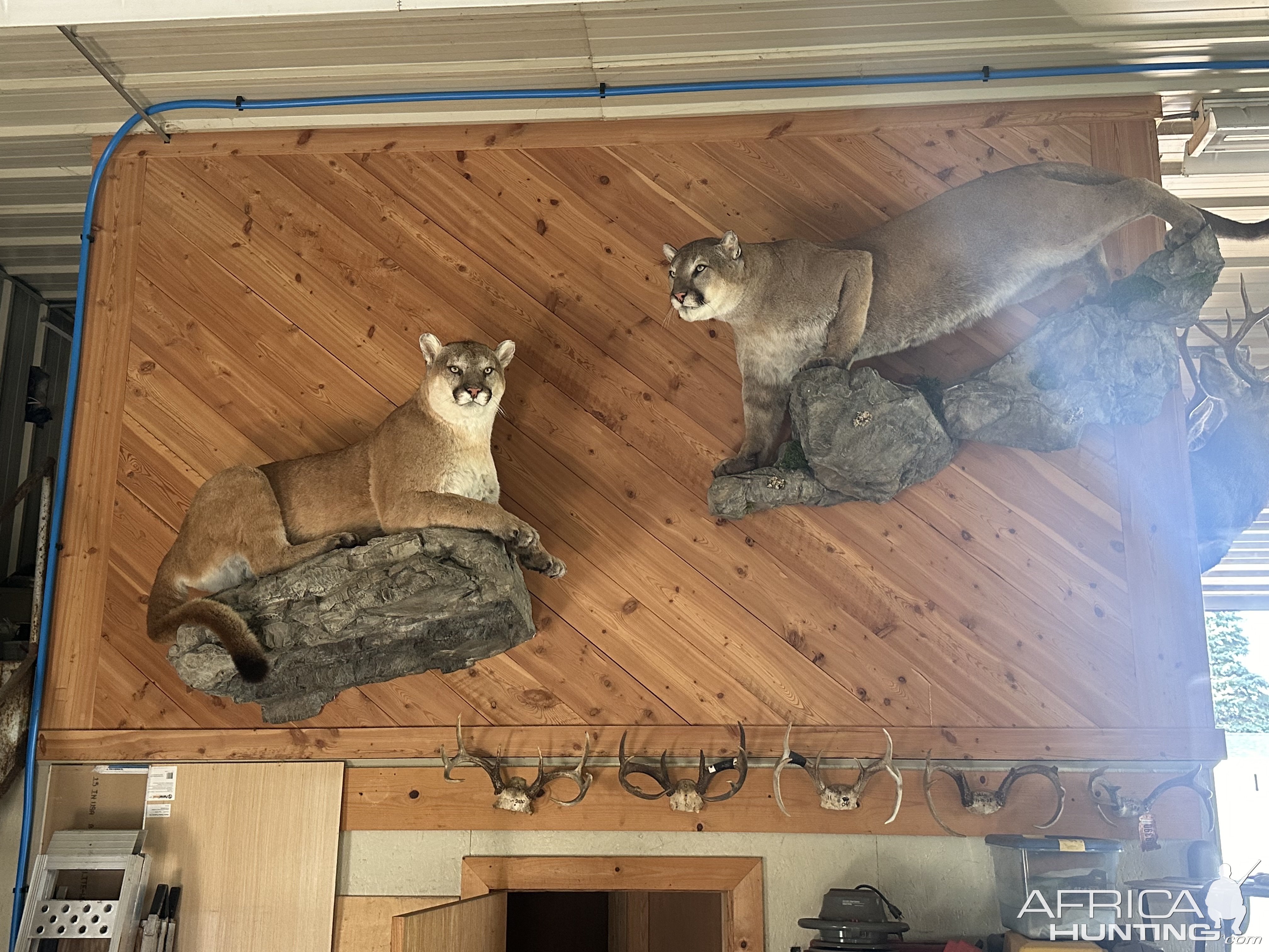 Mountain Lion Full Mount Taxidermy