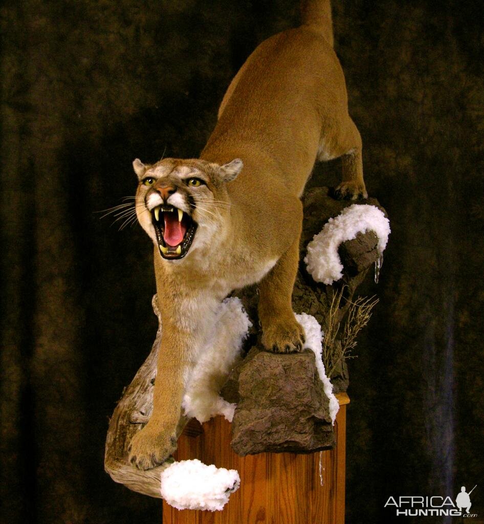 Mountain Lion Full Mount Taxidermy