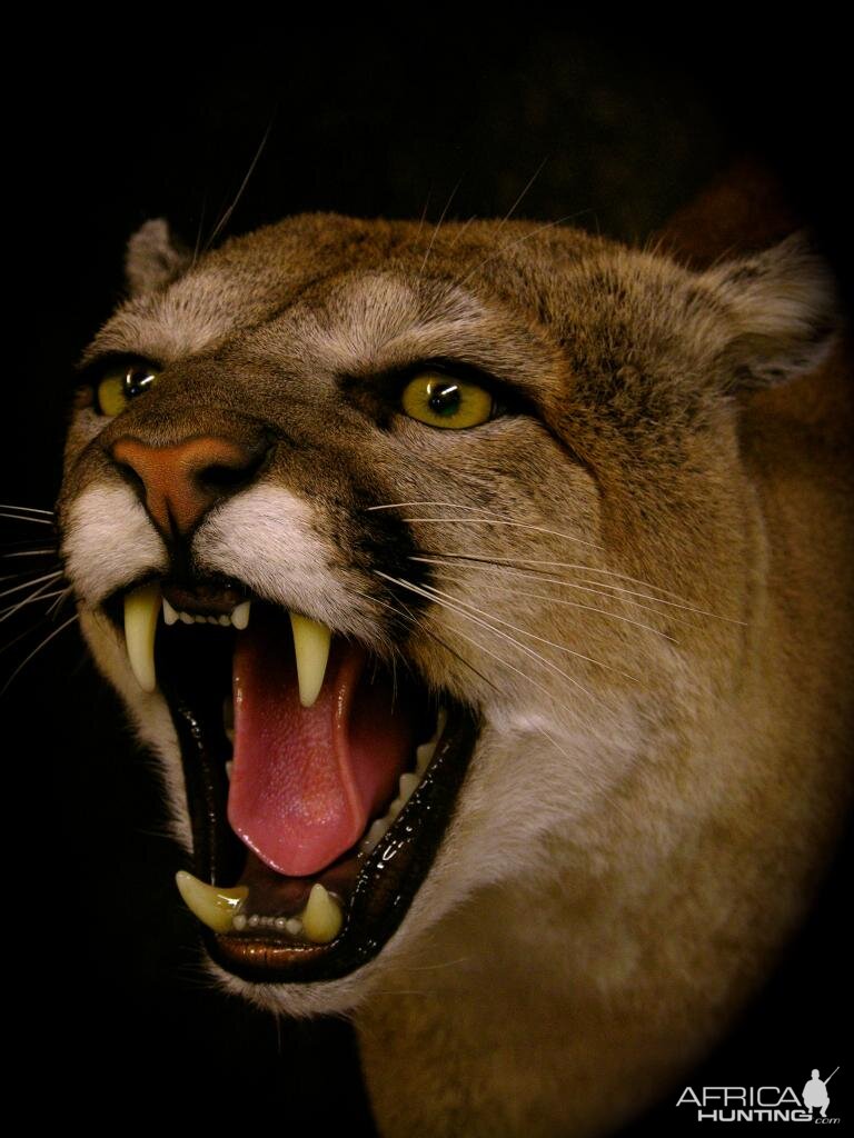 Mountain Lion Full Mount Taxidermy