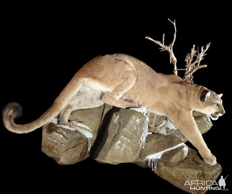 Mountain Lion Full Mount Taxidermy