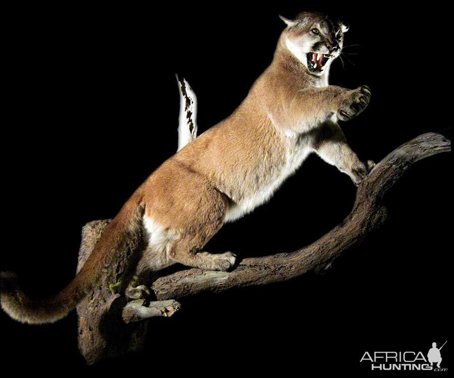 Mountain Lion Full Mount Taxidermy