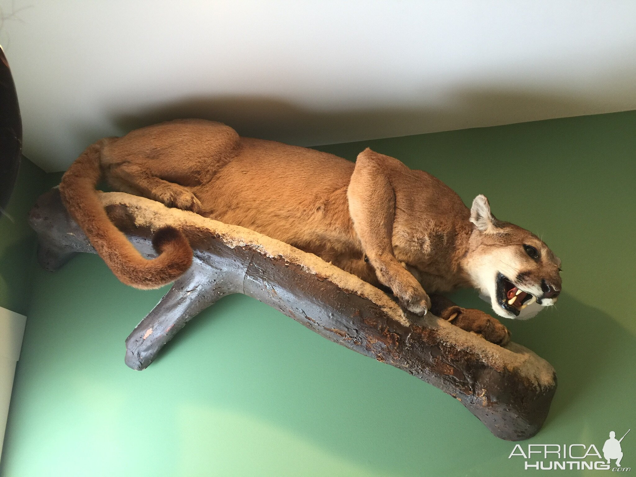 Mountain Lion Full Mount Taxidermy