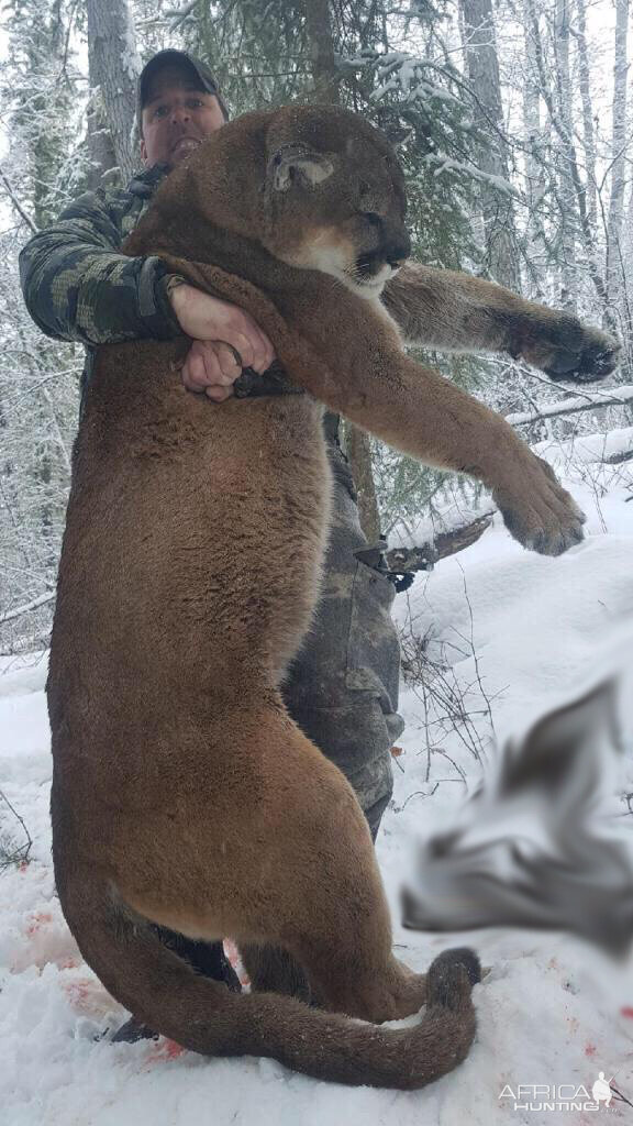 Mountain lion size vs human