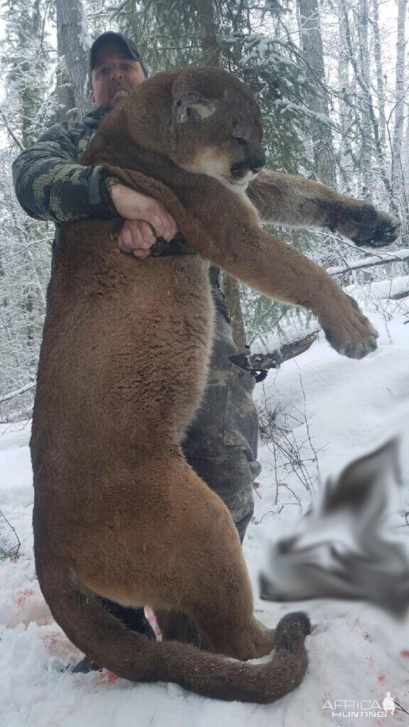 Mountain Lion Hunt Canada