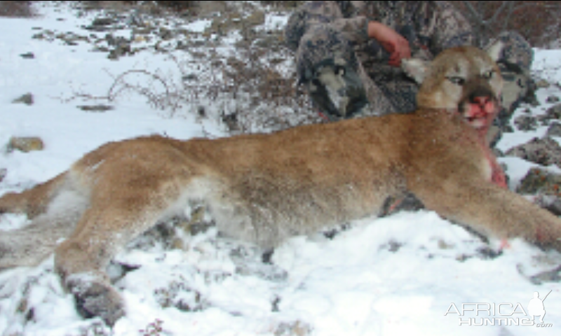 Mountain Lion Hunt Idaho