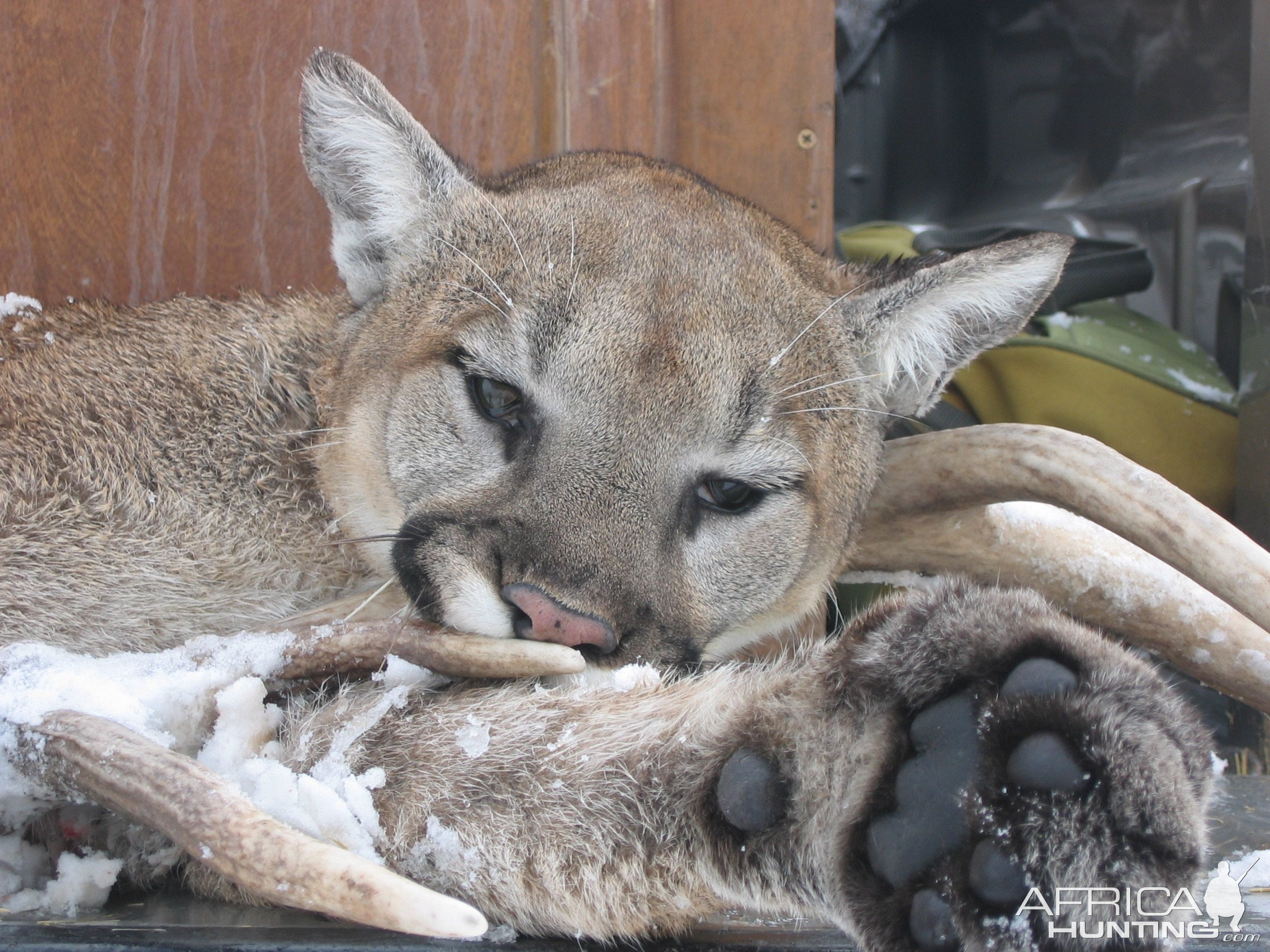 Mountain Lion Hunt