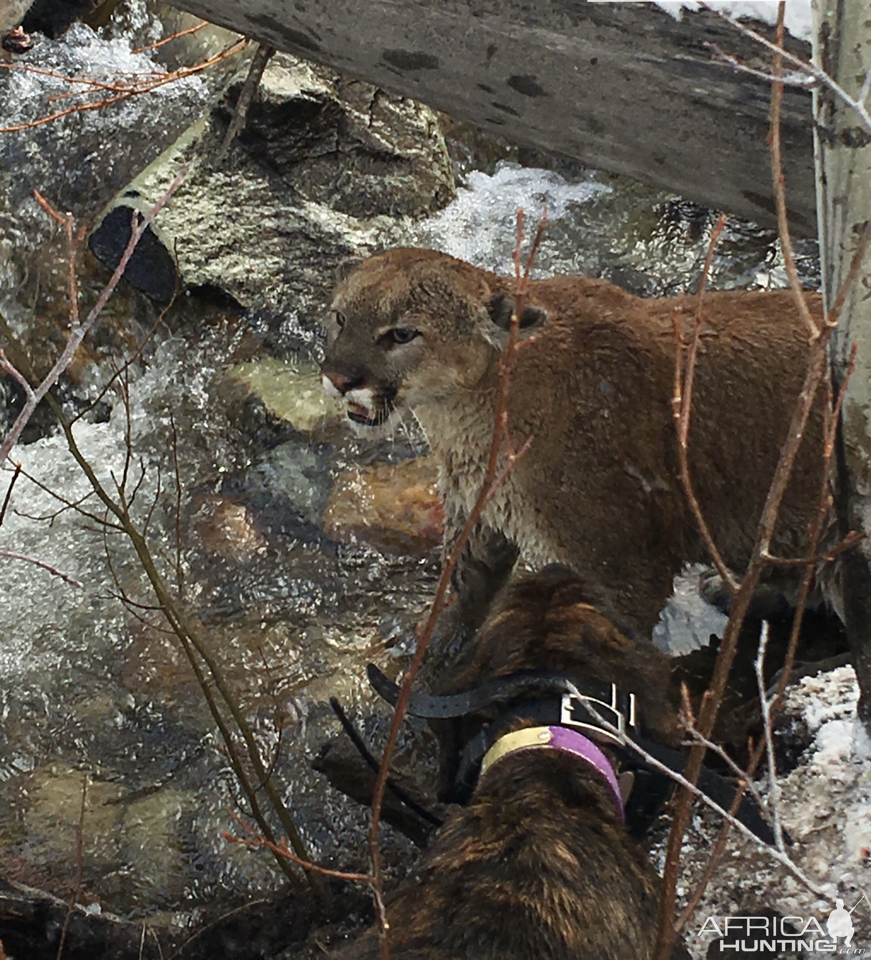 Mountain Lion