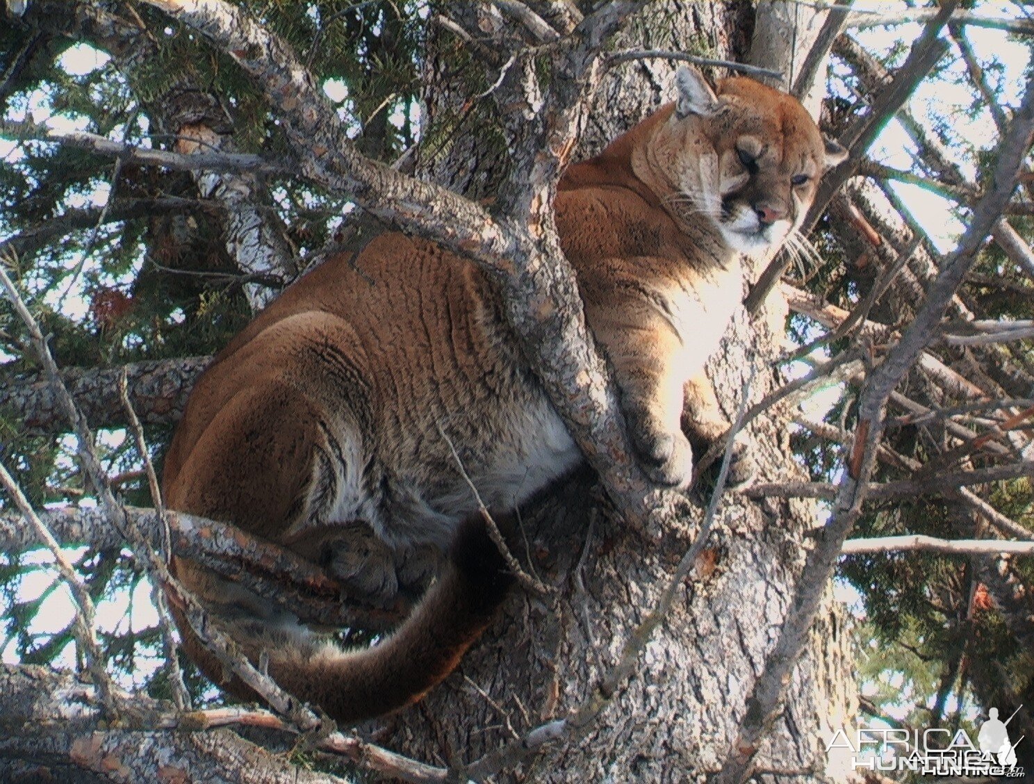 Mountain Lion